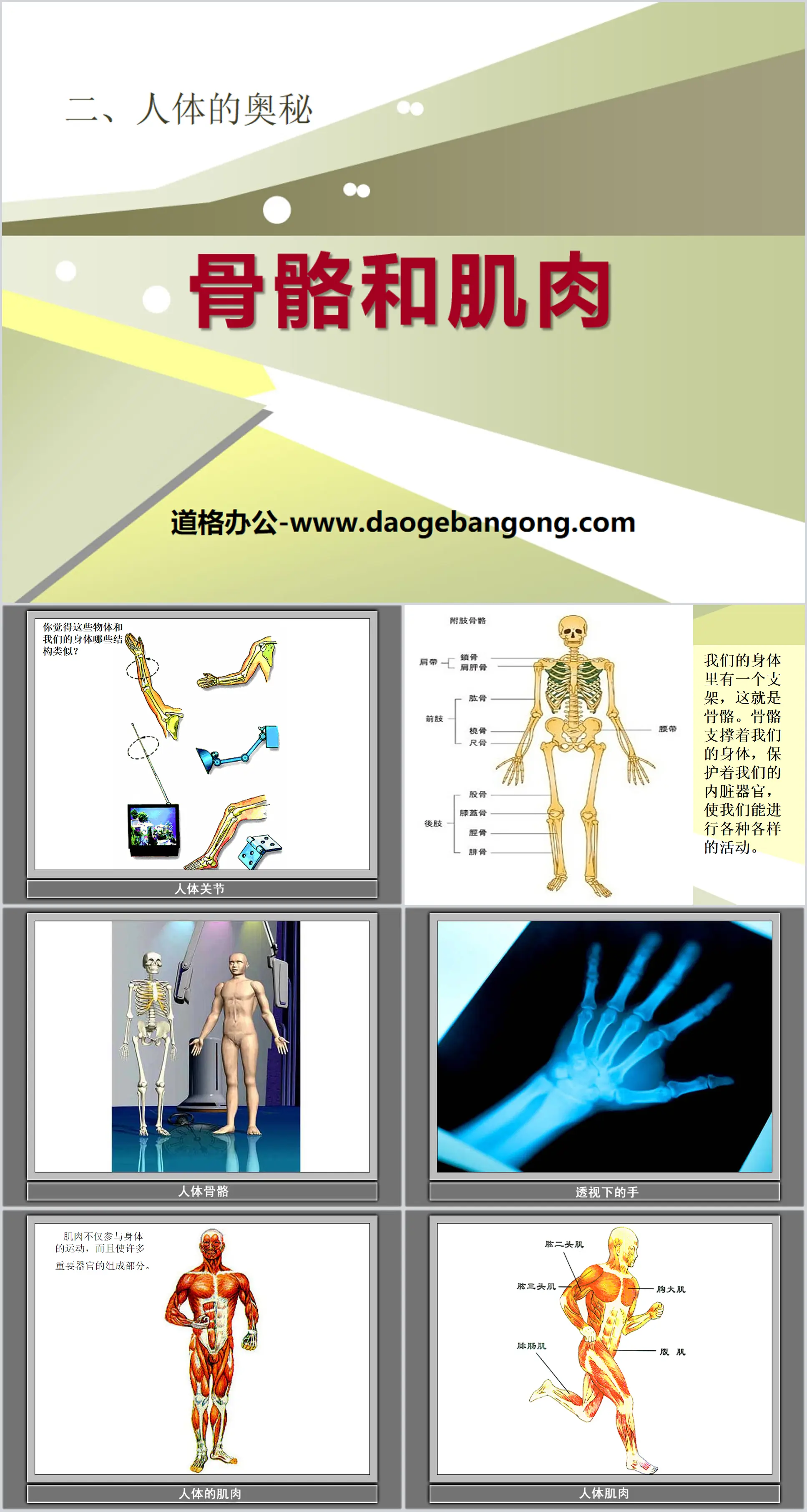 《骨骼和肌肉》人体的奥秘PPT课件
