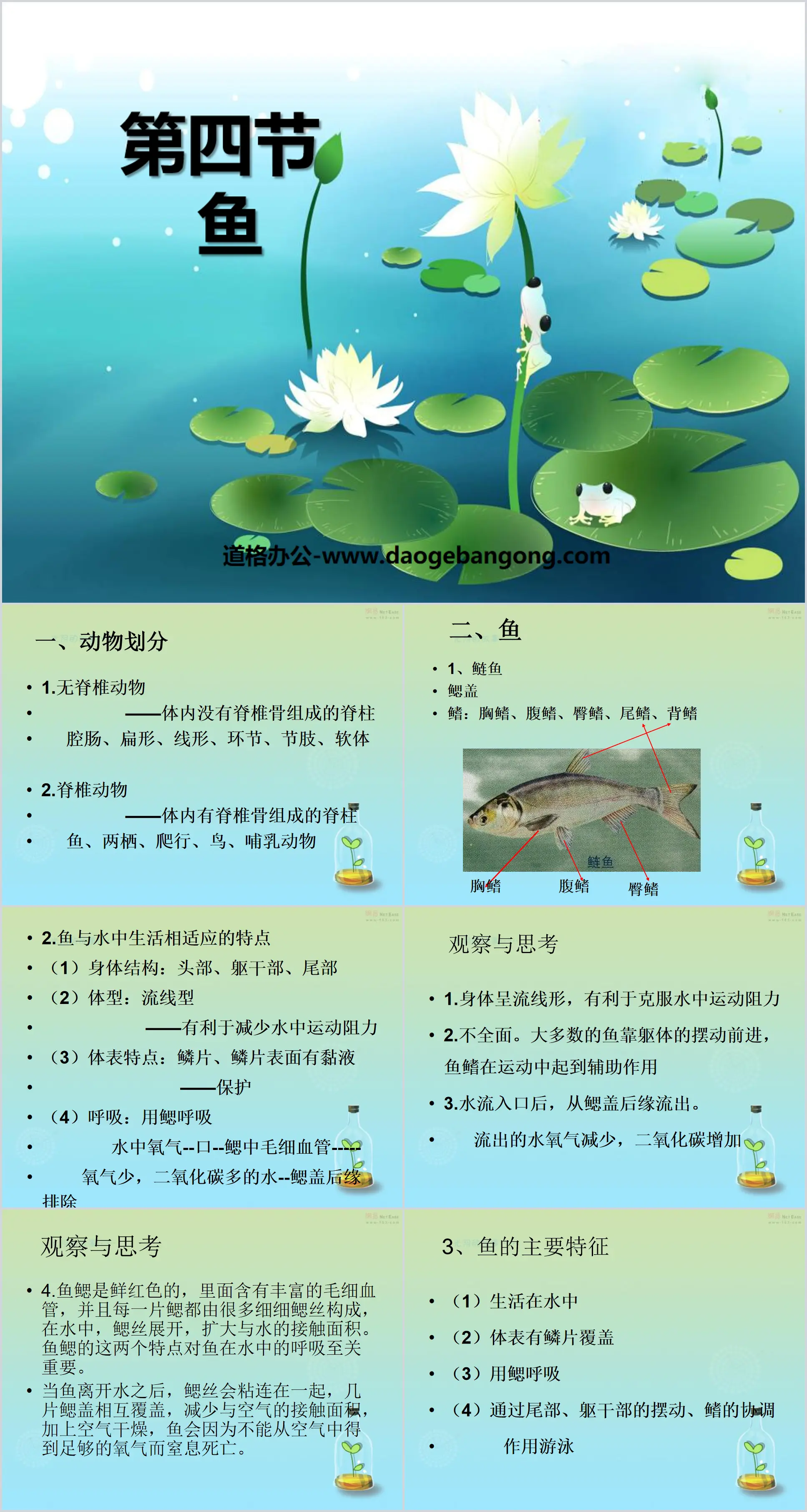 "Fish" Main Groups of Animals PPT Courseware 6