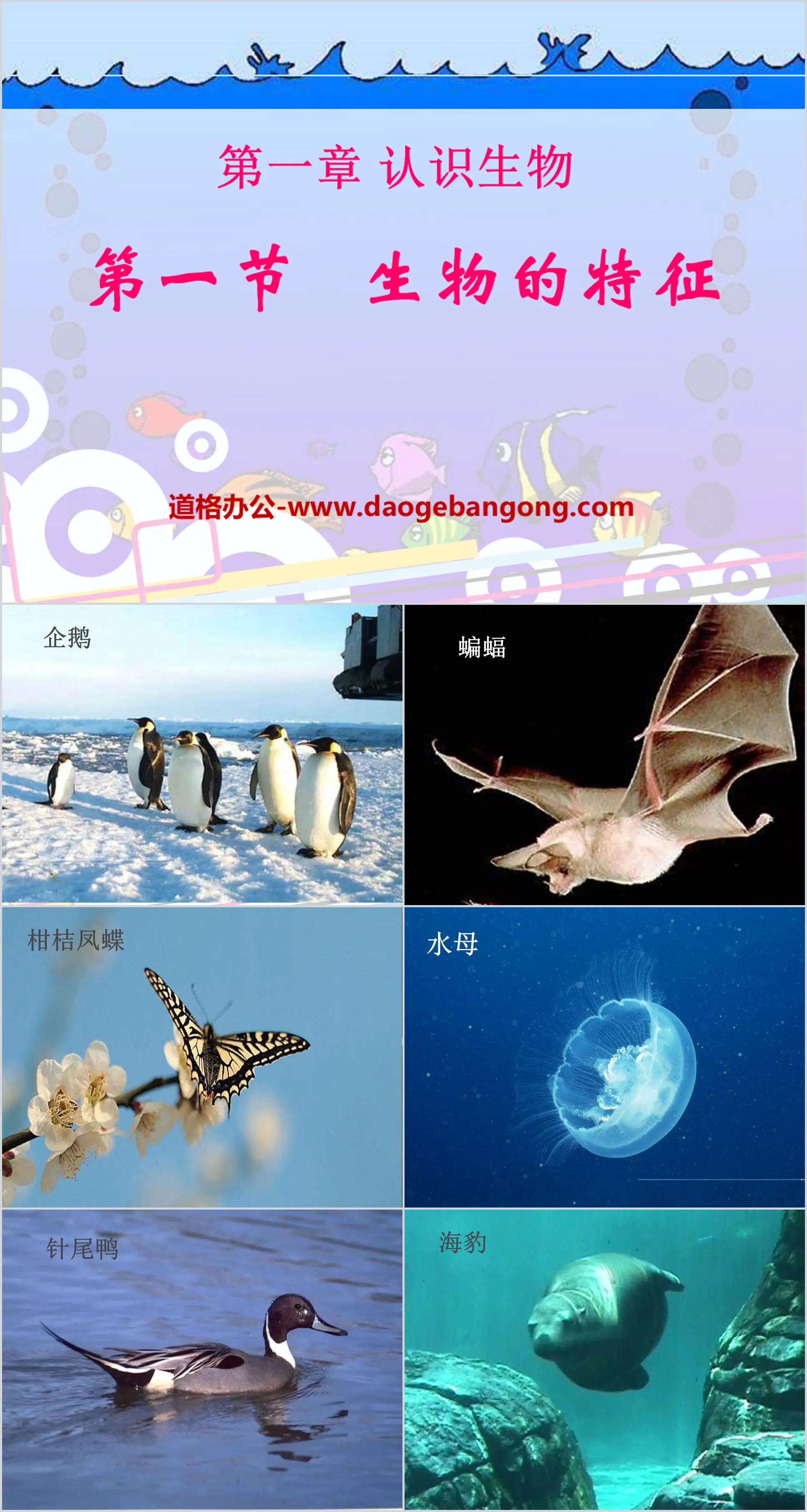 《生物的特征》认识生物PPT课件6
