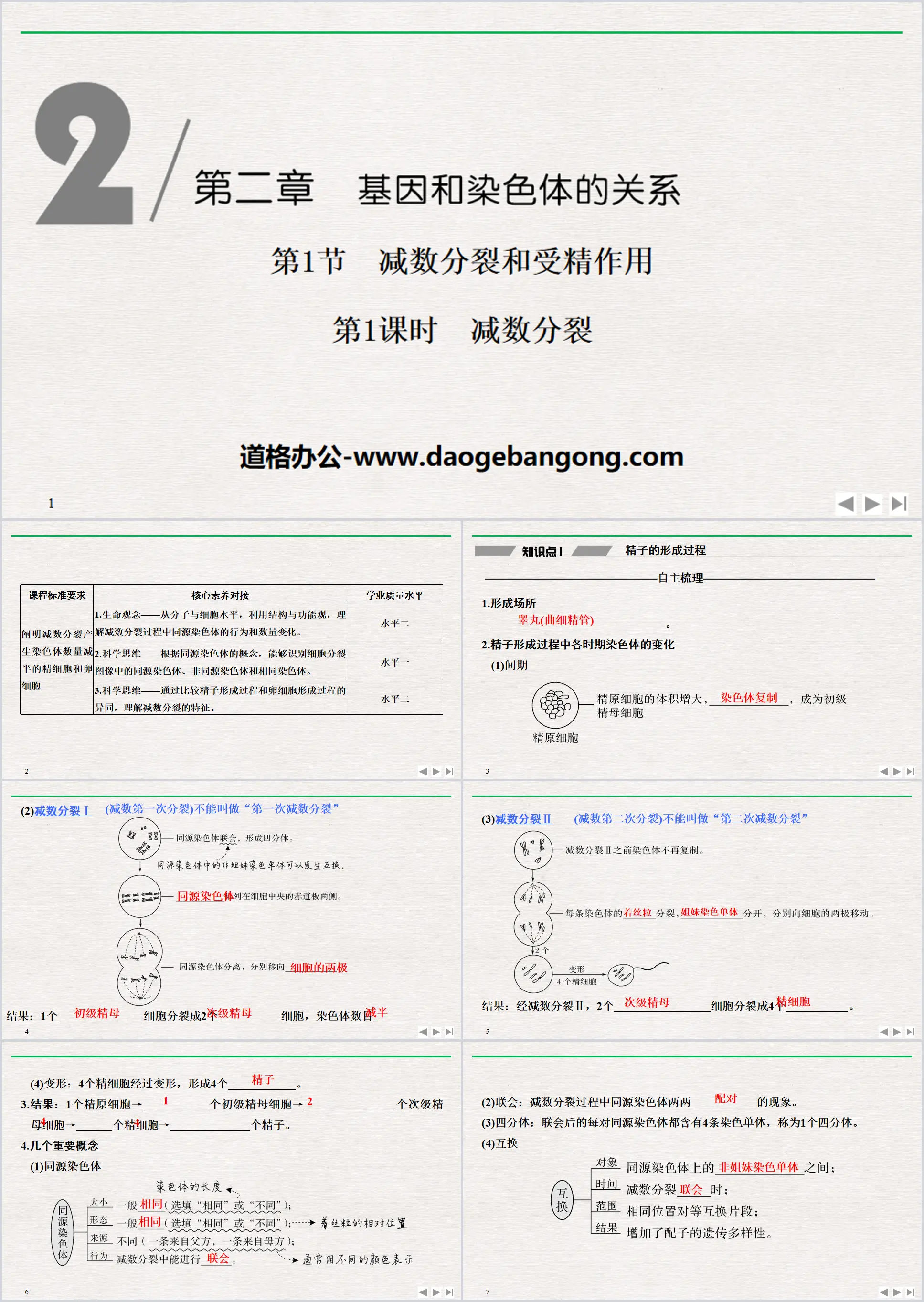 《减数分裂和受精作用》基因和染色体的关系PPT课件(第1课时减数分裂)