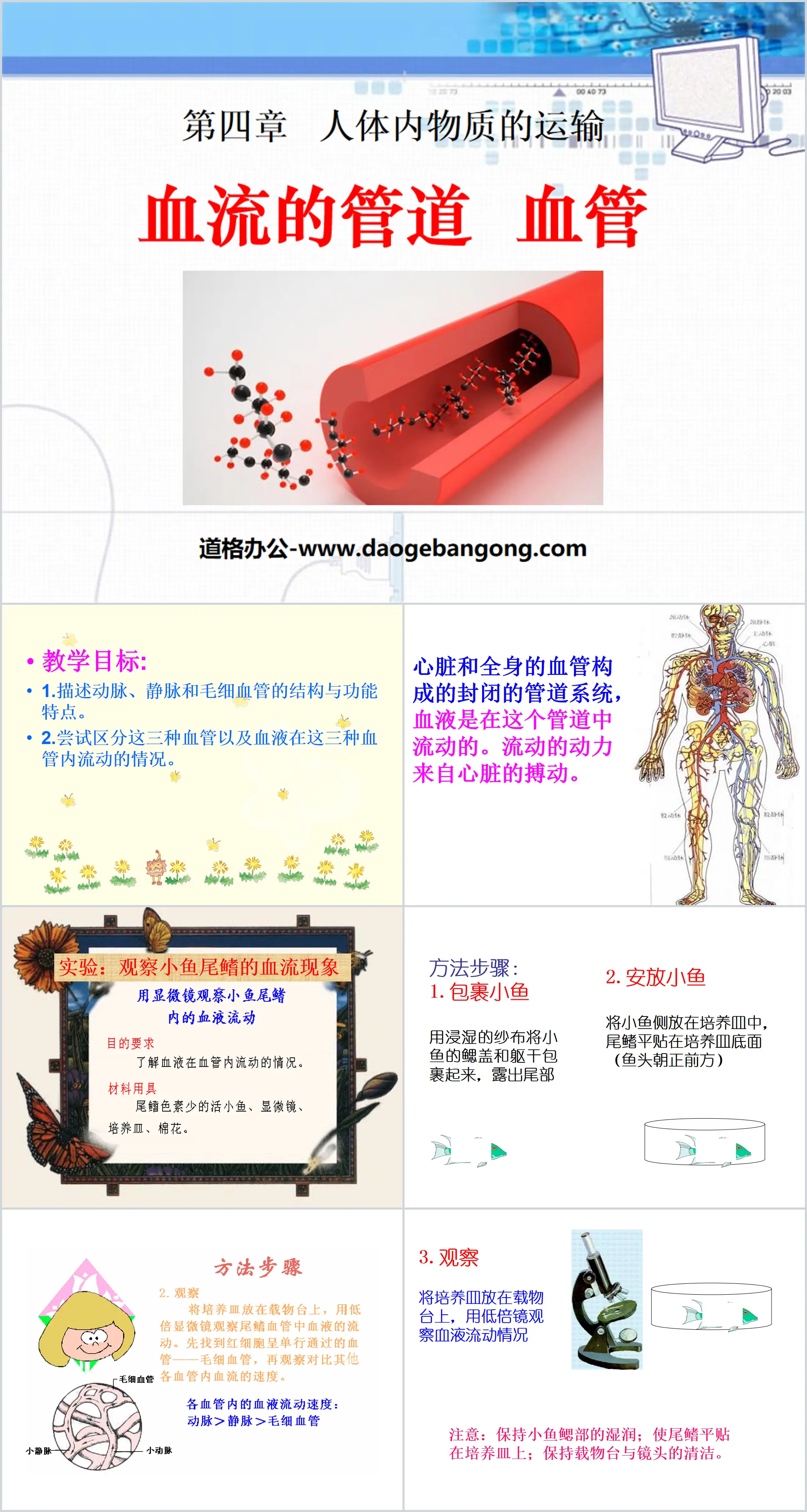 《血流的管道-血管》人体内物质的运输PPT课件3