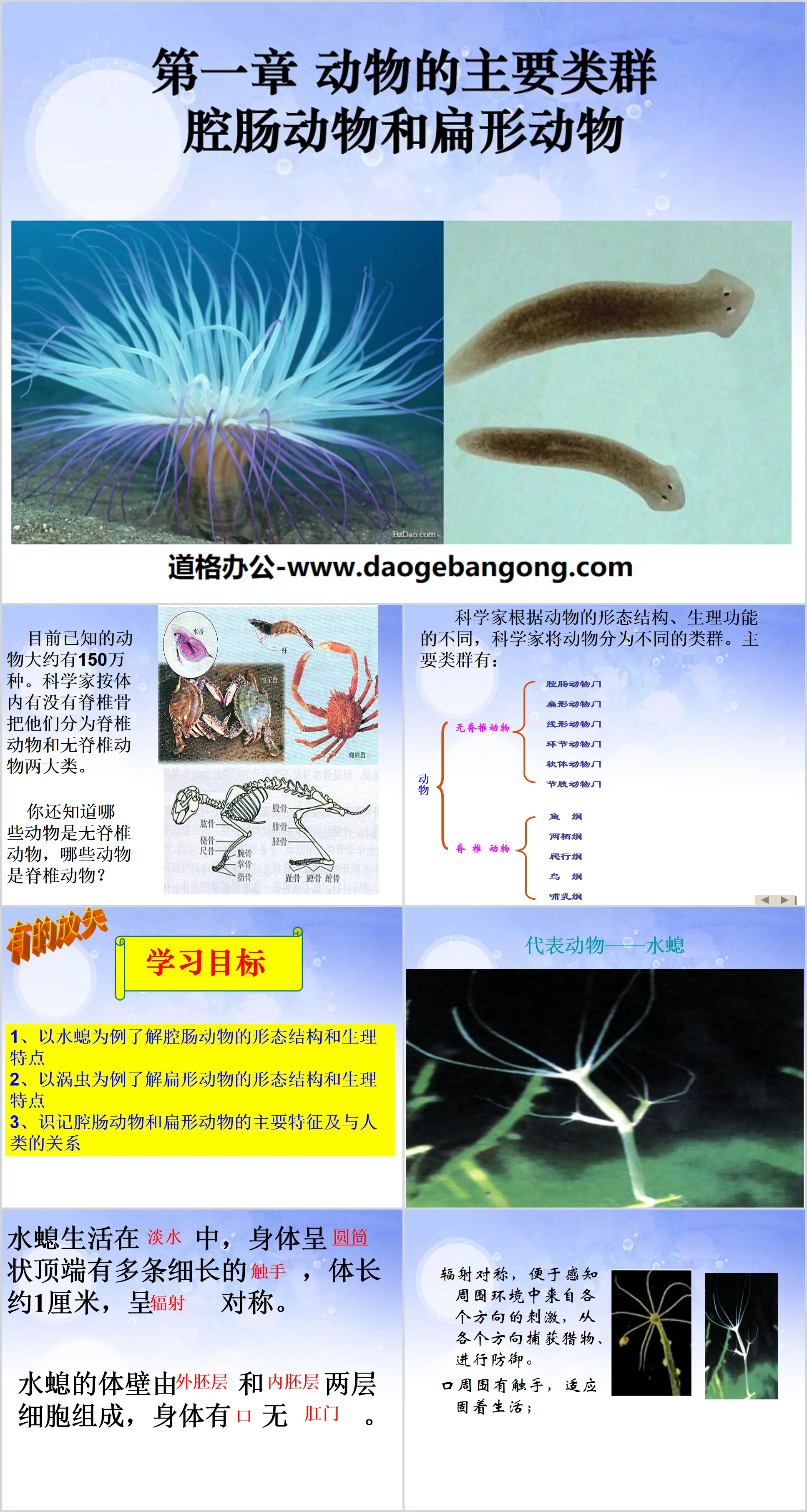 《腔腸動物和扁形動物》動物的主要類群PPT課件2