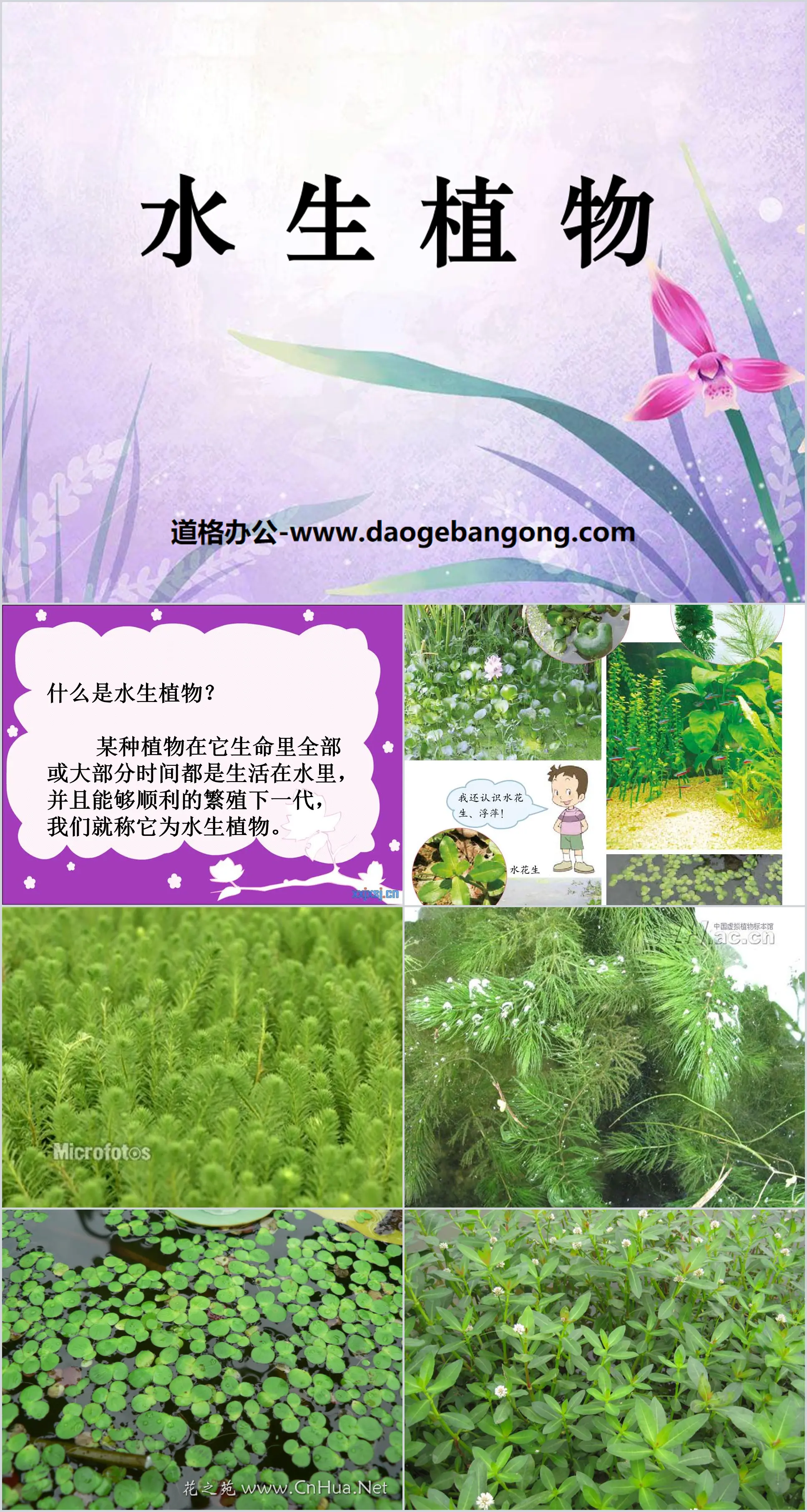 《水生植物》植物PPT课件
