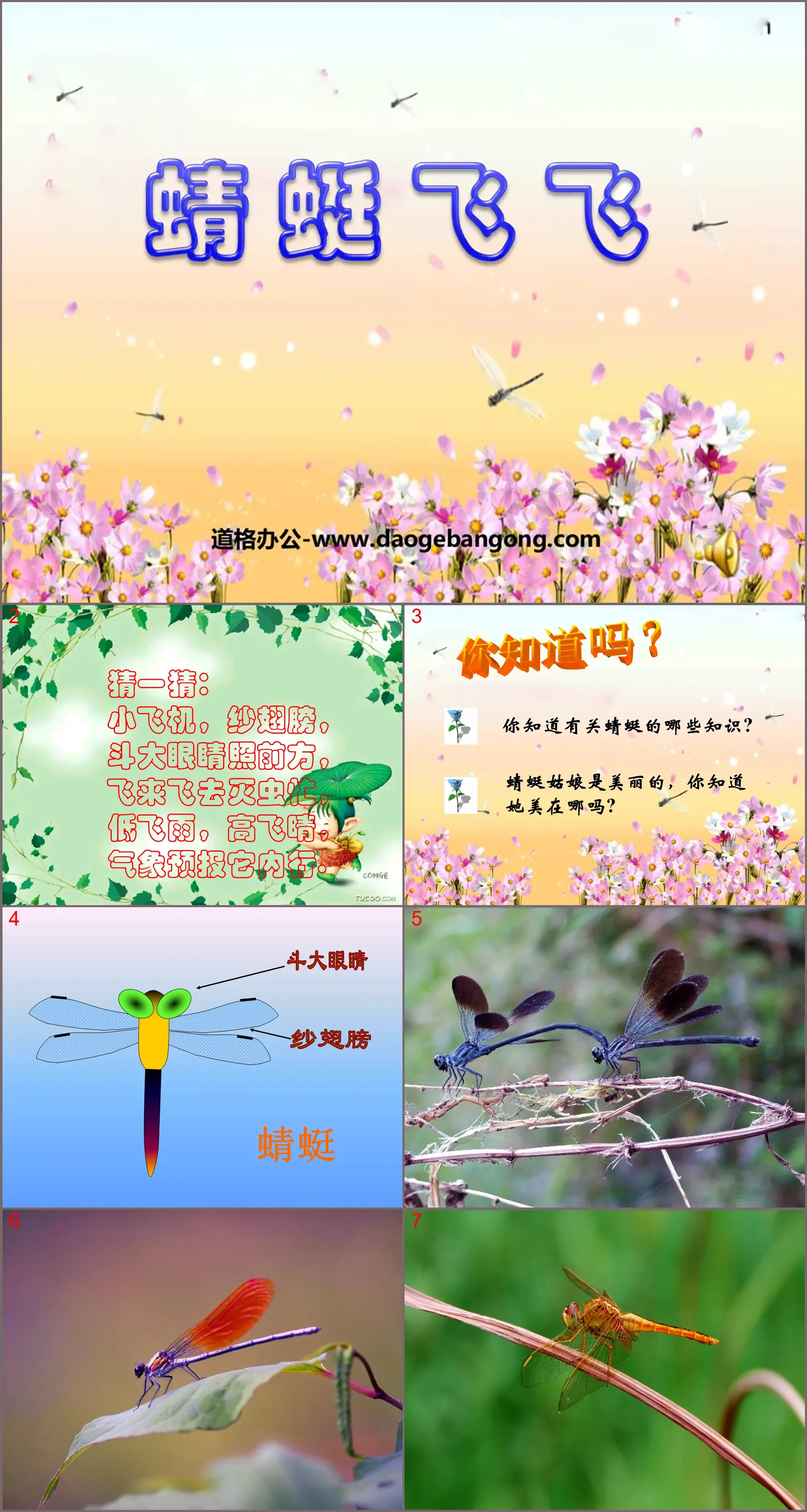 "Dragonfly Flying" PPT courseware 2