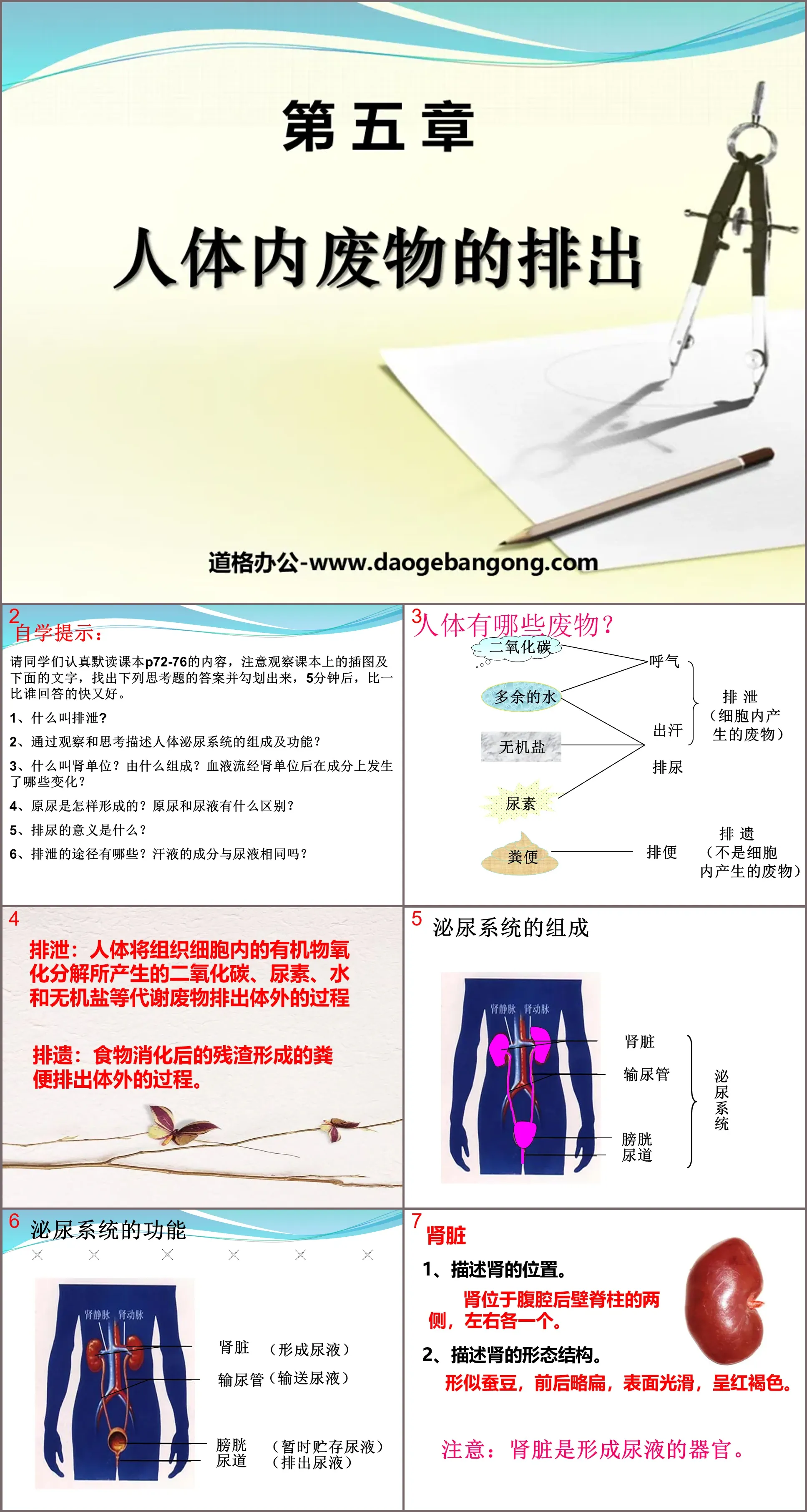 《人体内废物的排出》PPT课件5