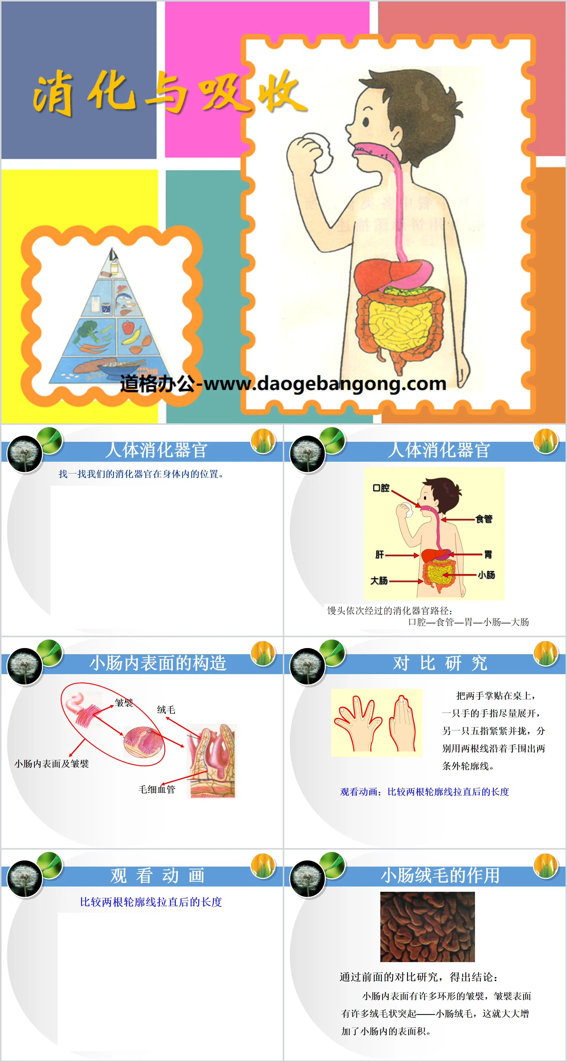 《消化与吸收》PPT课件