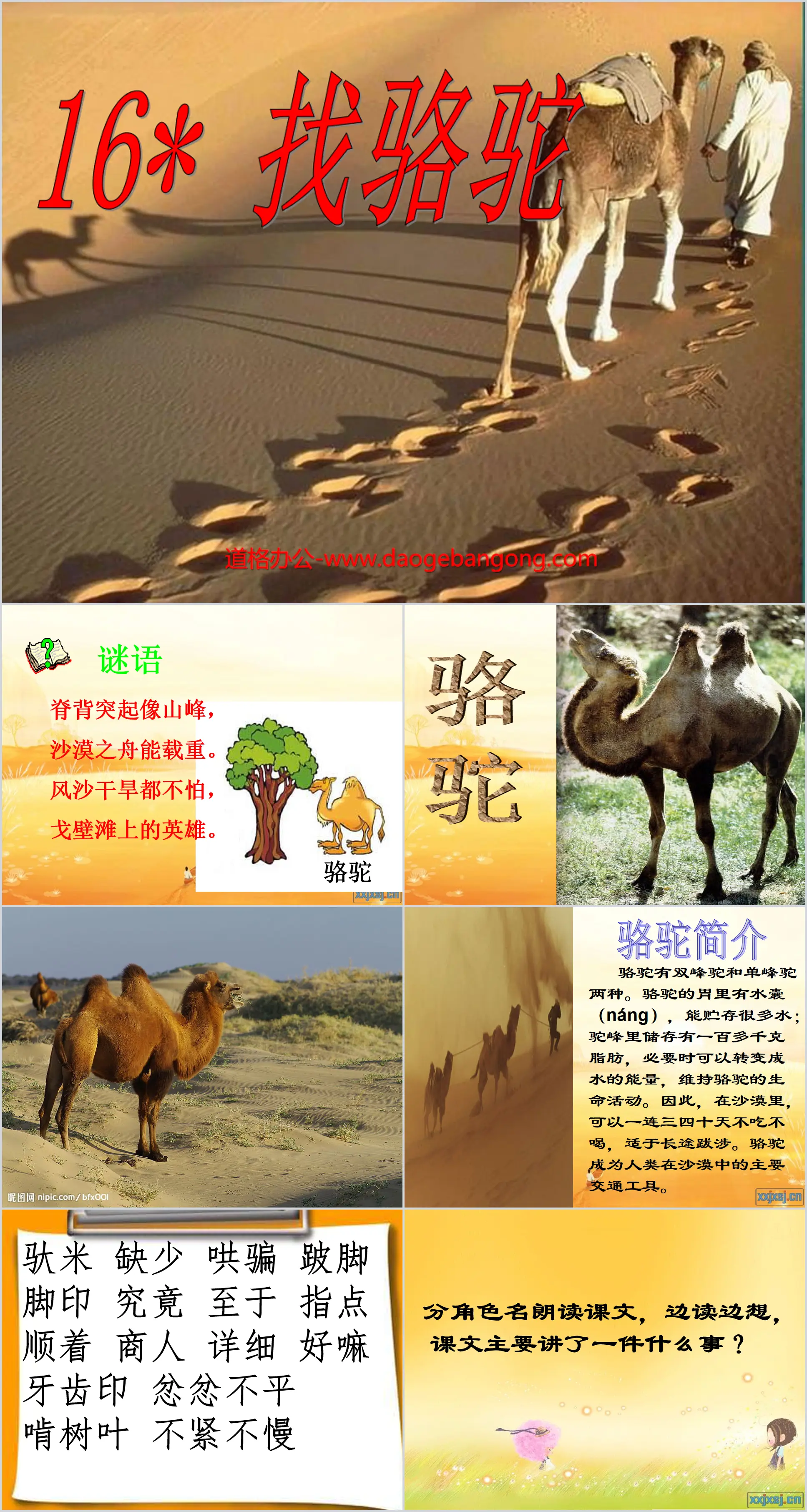 "Looking for Camels" PPT teaching courseware download 5