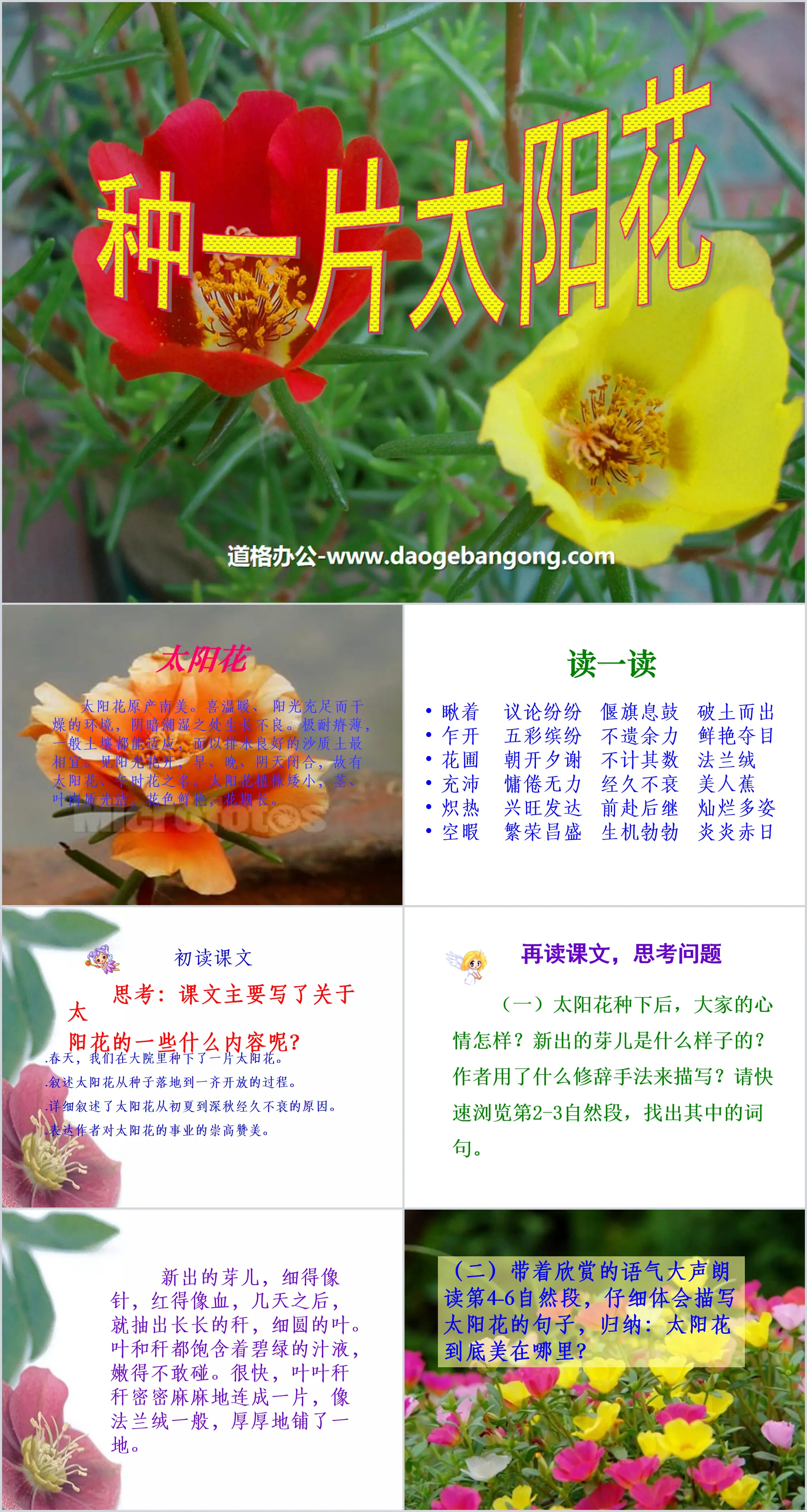 《種一片太陽花》PPT課件3