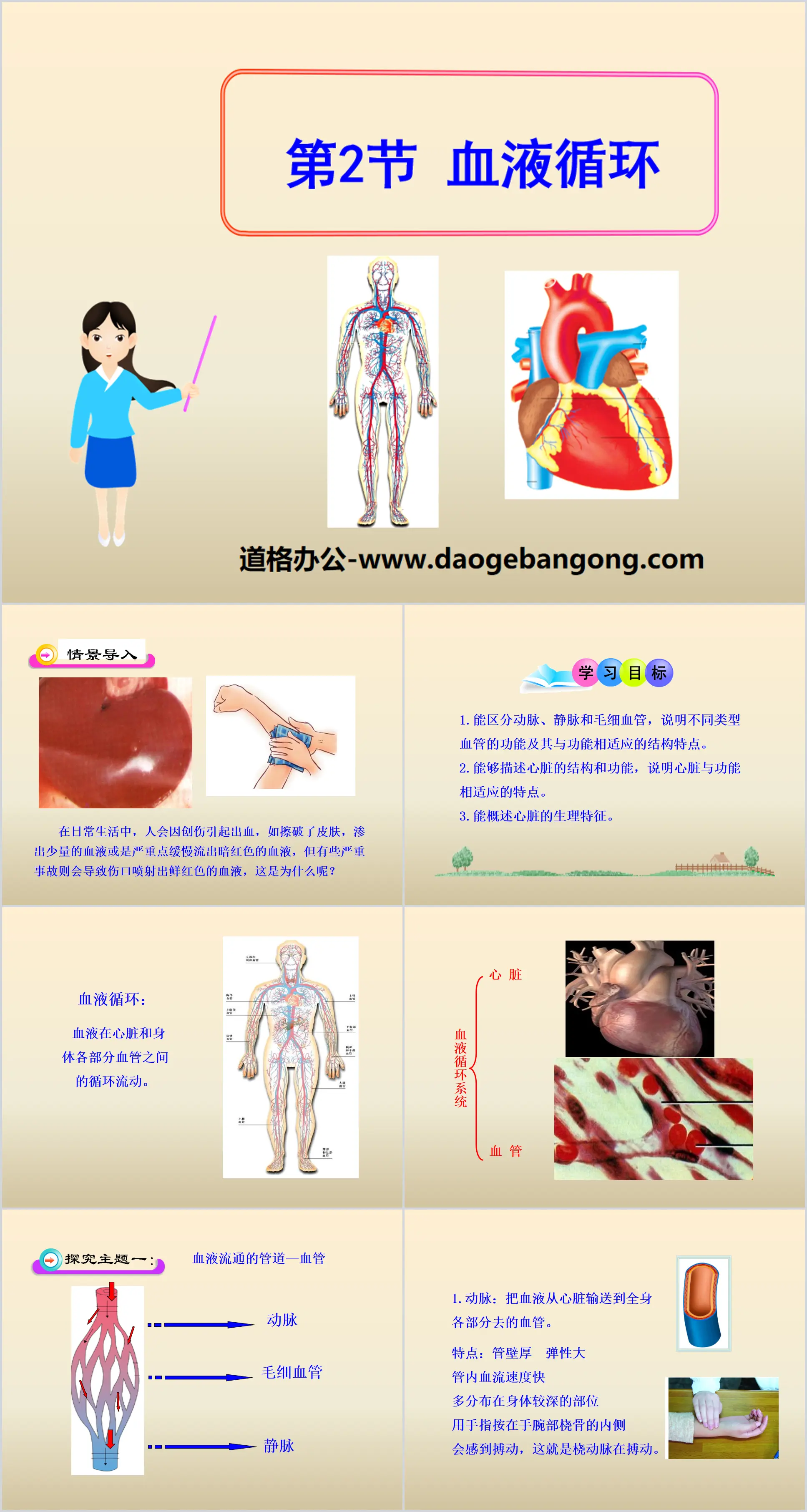 "Blood Circulation" PPT