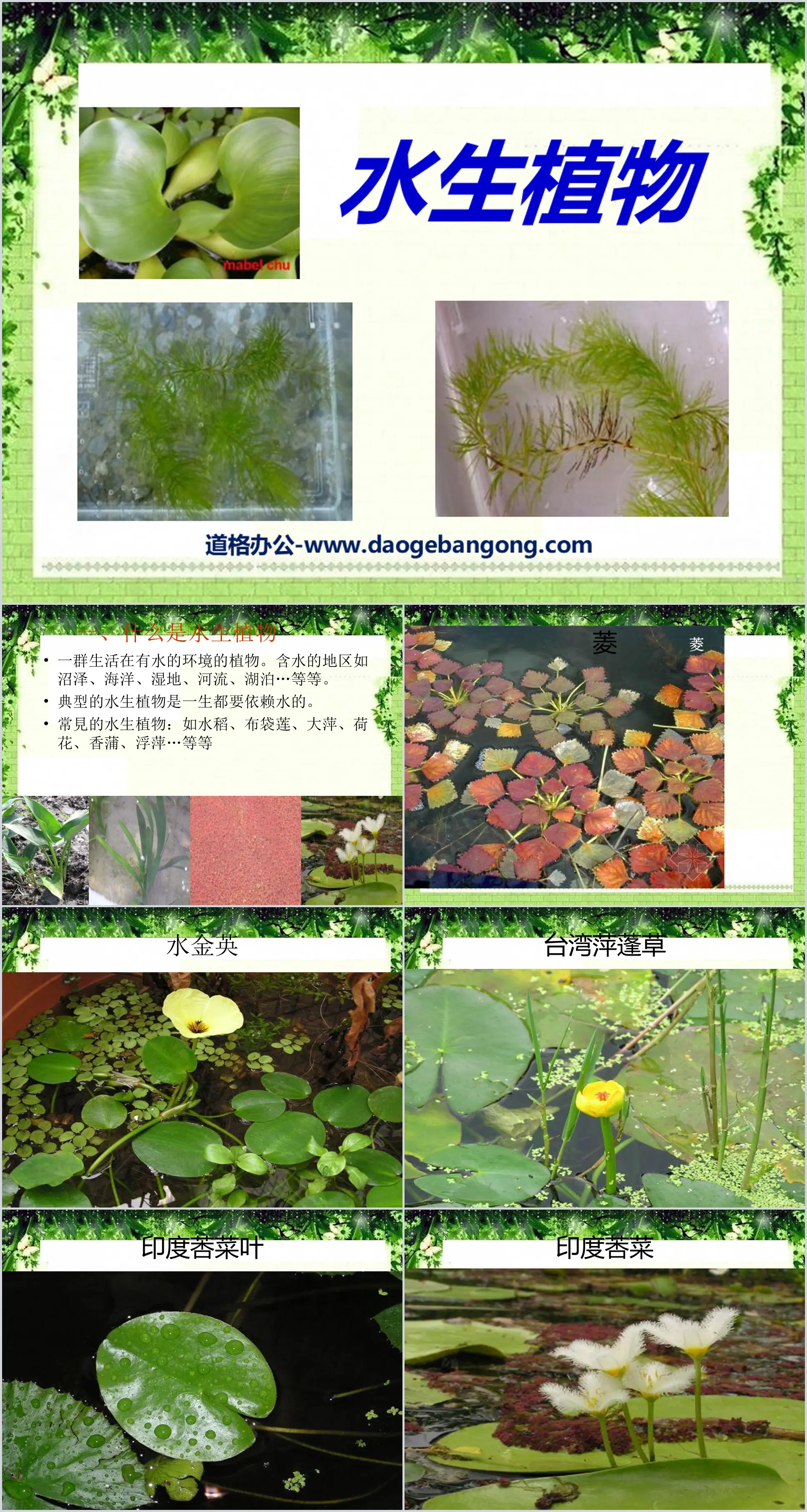 《水生植物》植物PPT课件5
