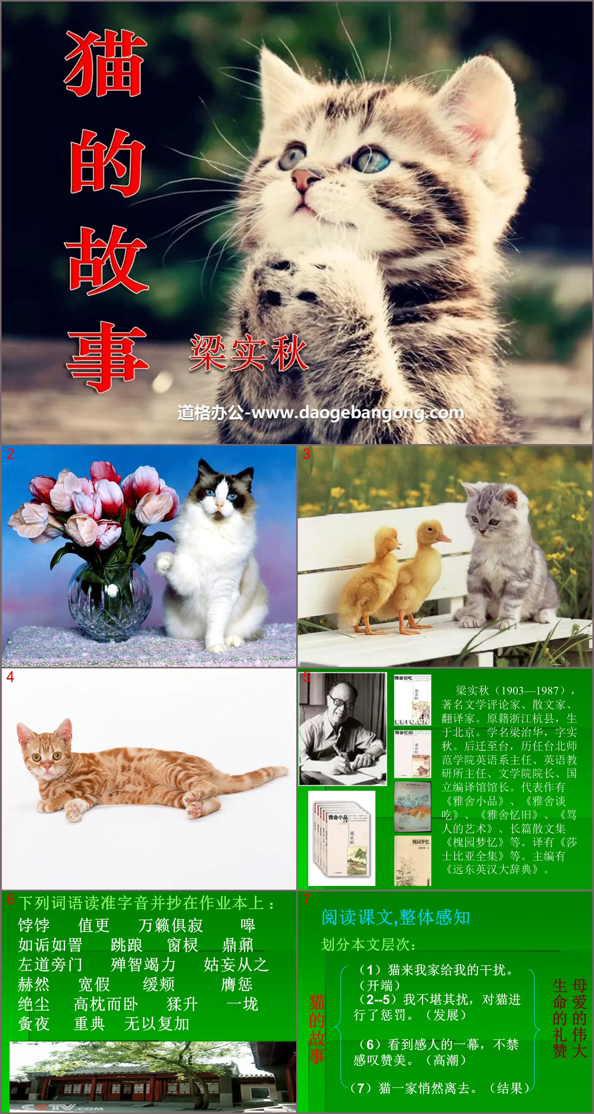 《猫的故事》PPT课件