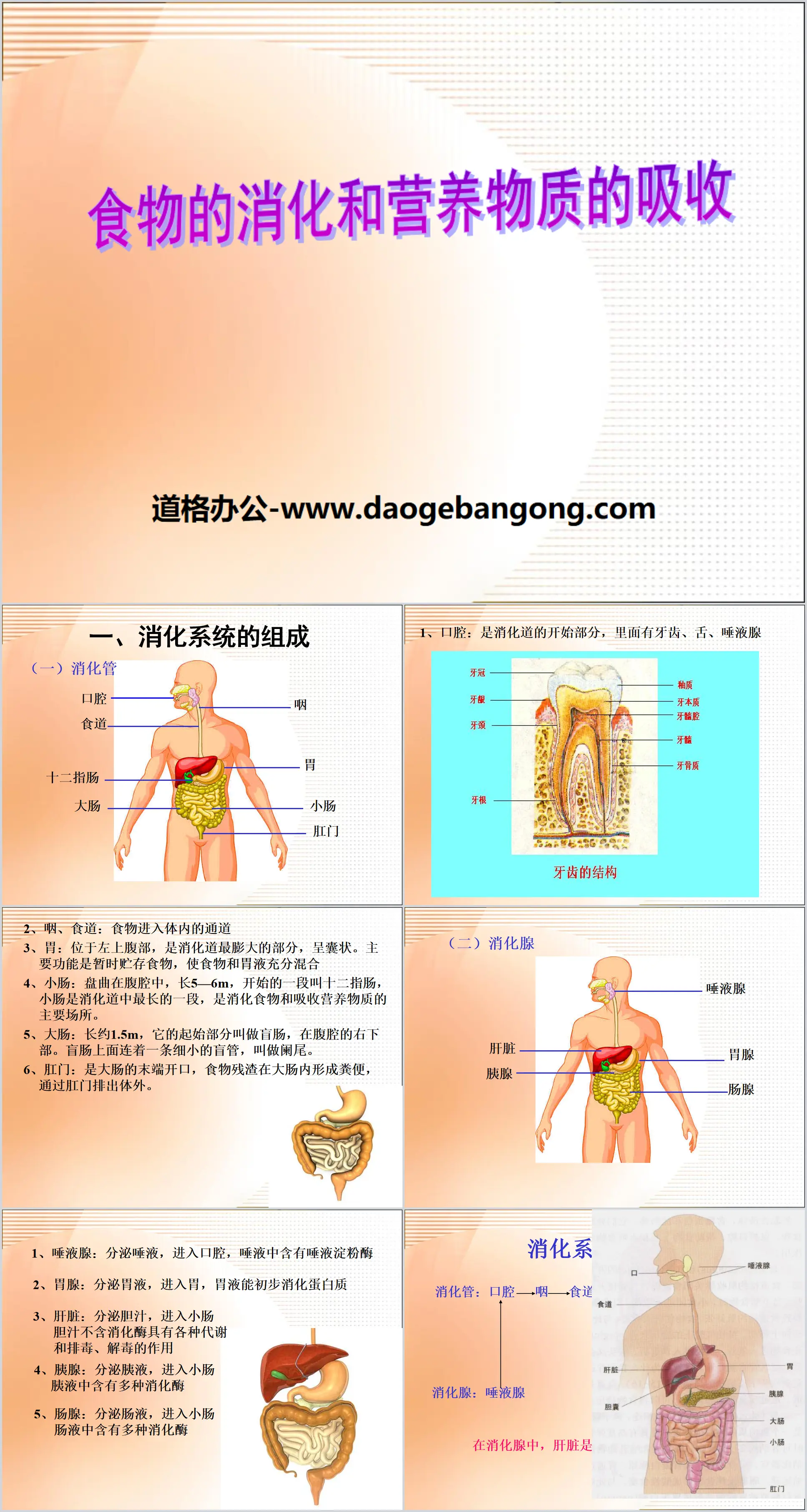 《食物的消化和营养物质的吸收》PPT
