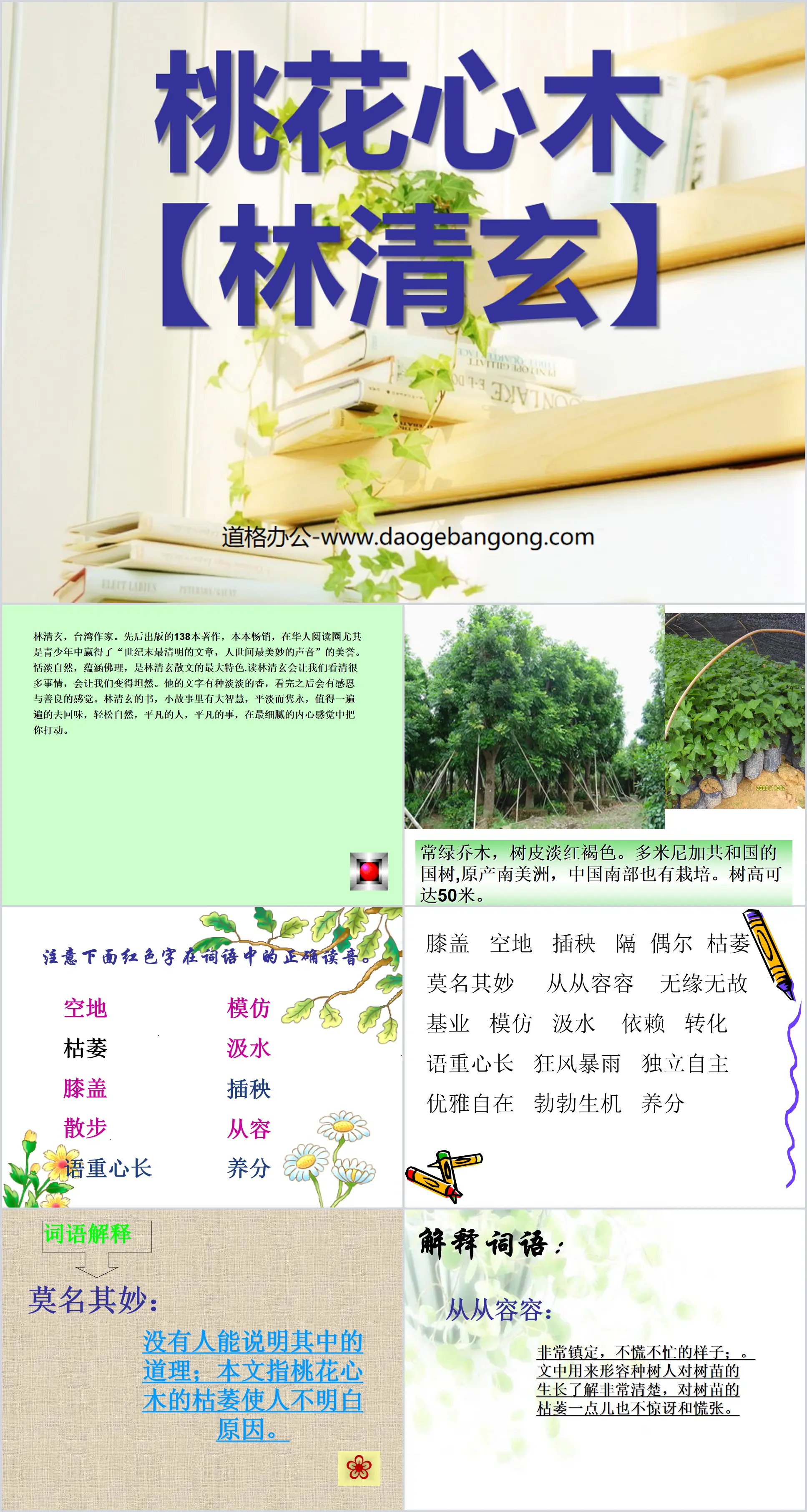 《桃花心木》PPT课件5
