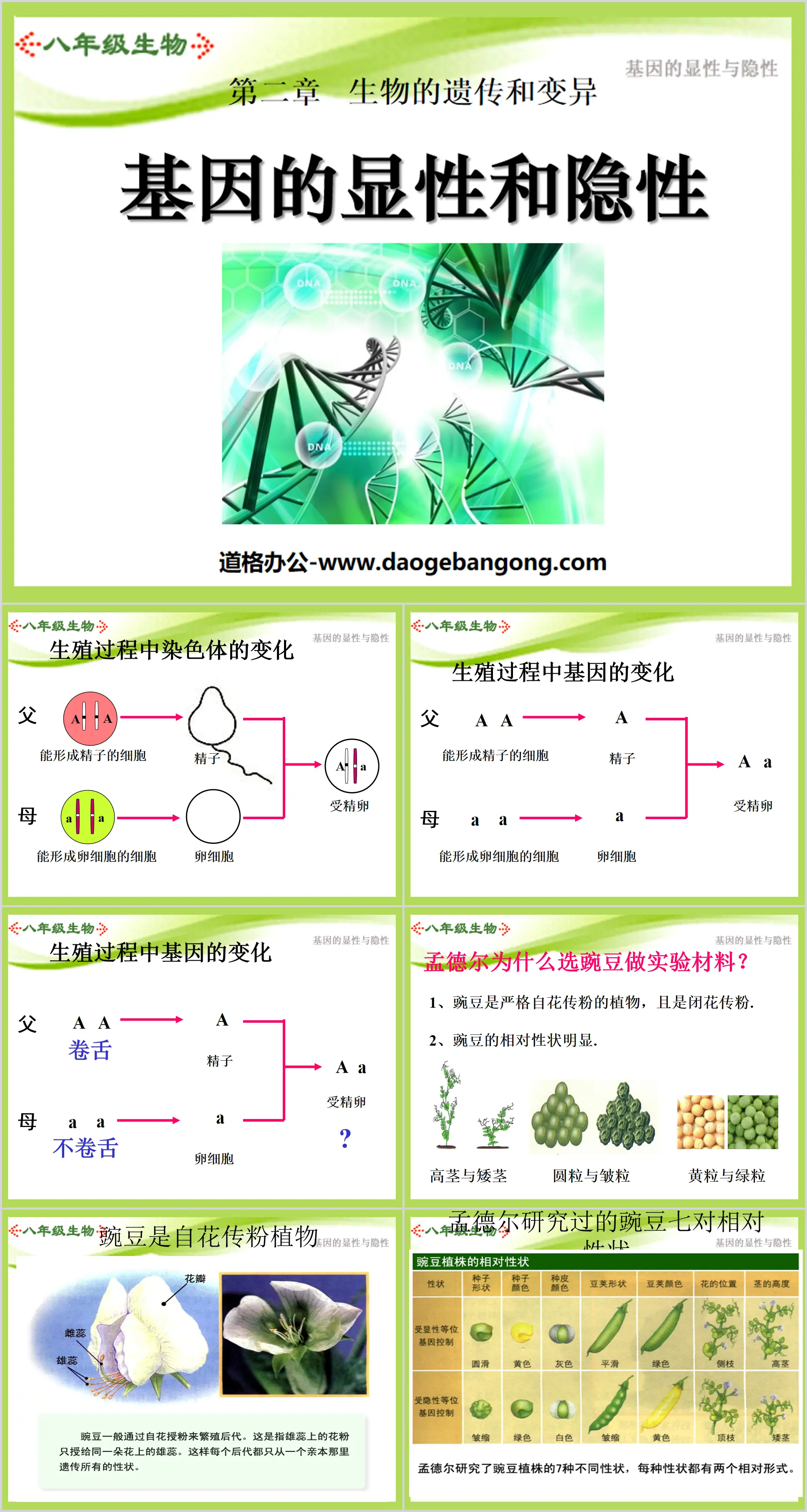 "Dominant and Recessive Genes" Biological Inheritance and Variation PPT Courseware 2