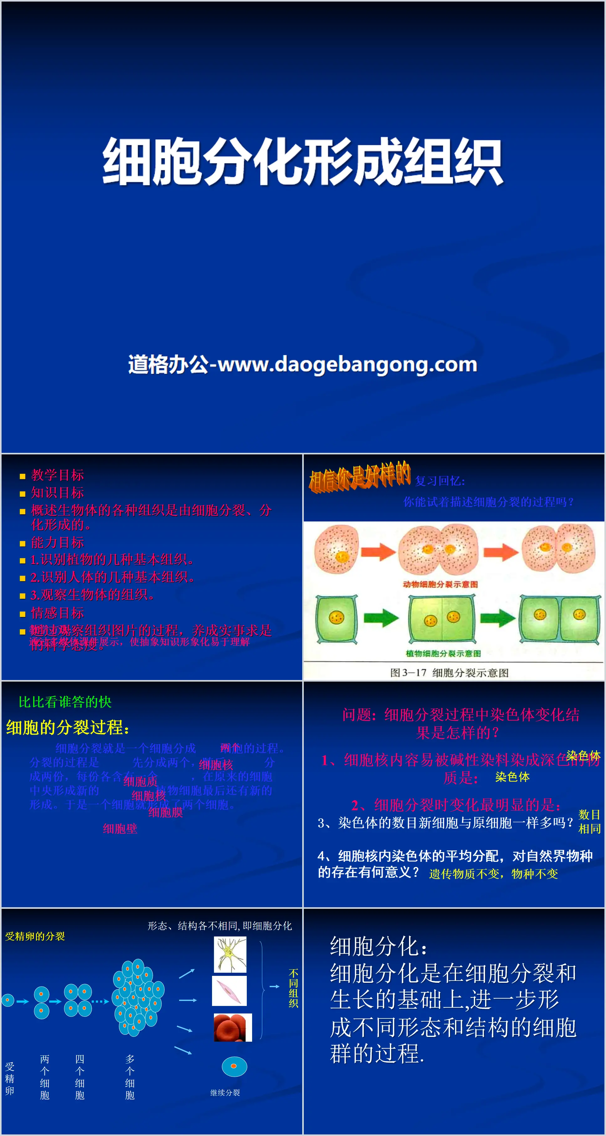 《细胞分化形成组织》PPT课件