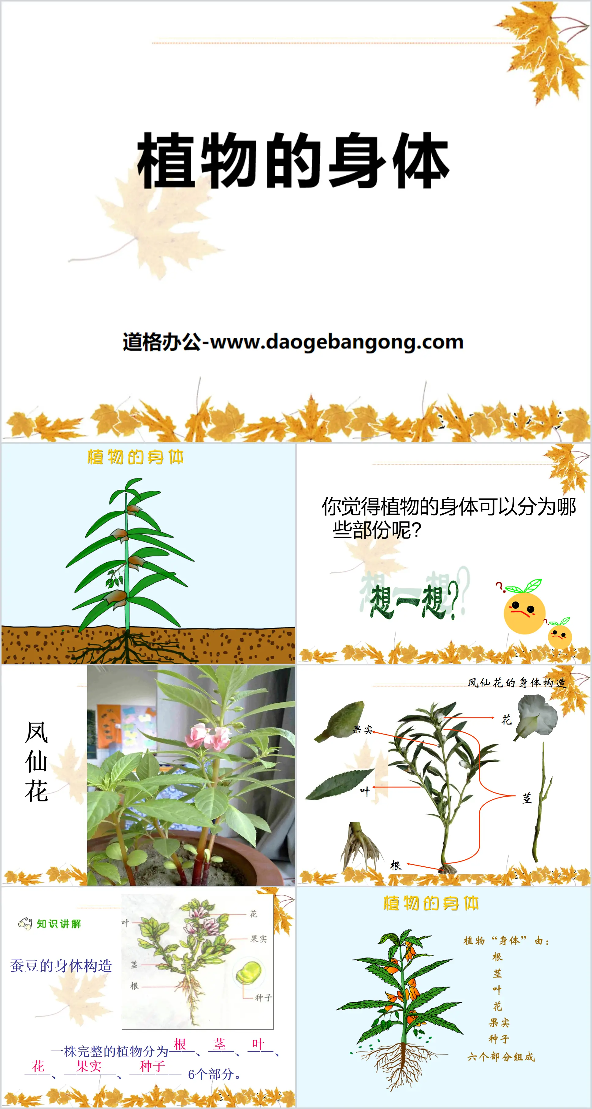 《植物的身體》植物的生長PPT課件2