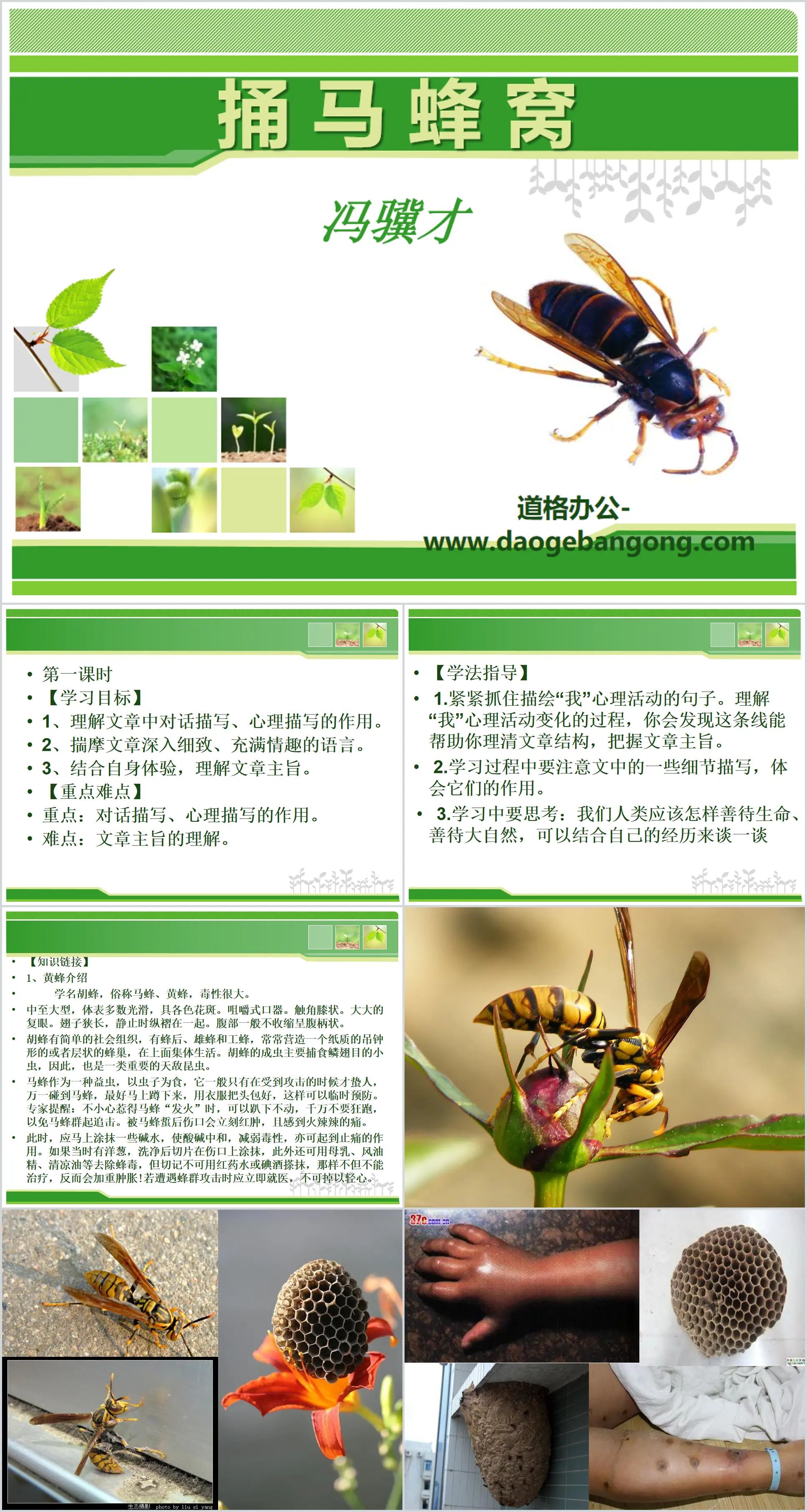 "Poking a Hornet's Nest" PPT Courseware 6