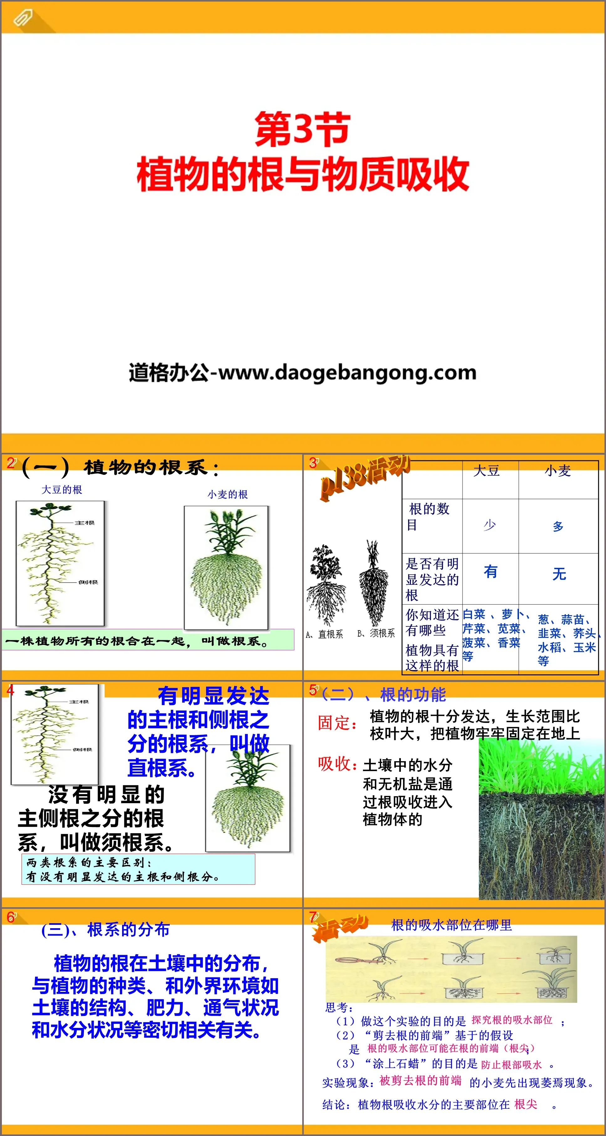 《植物的根與物質吸收》PPT