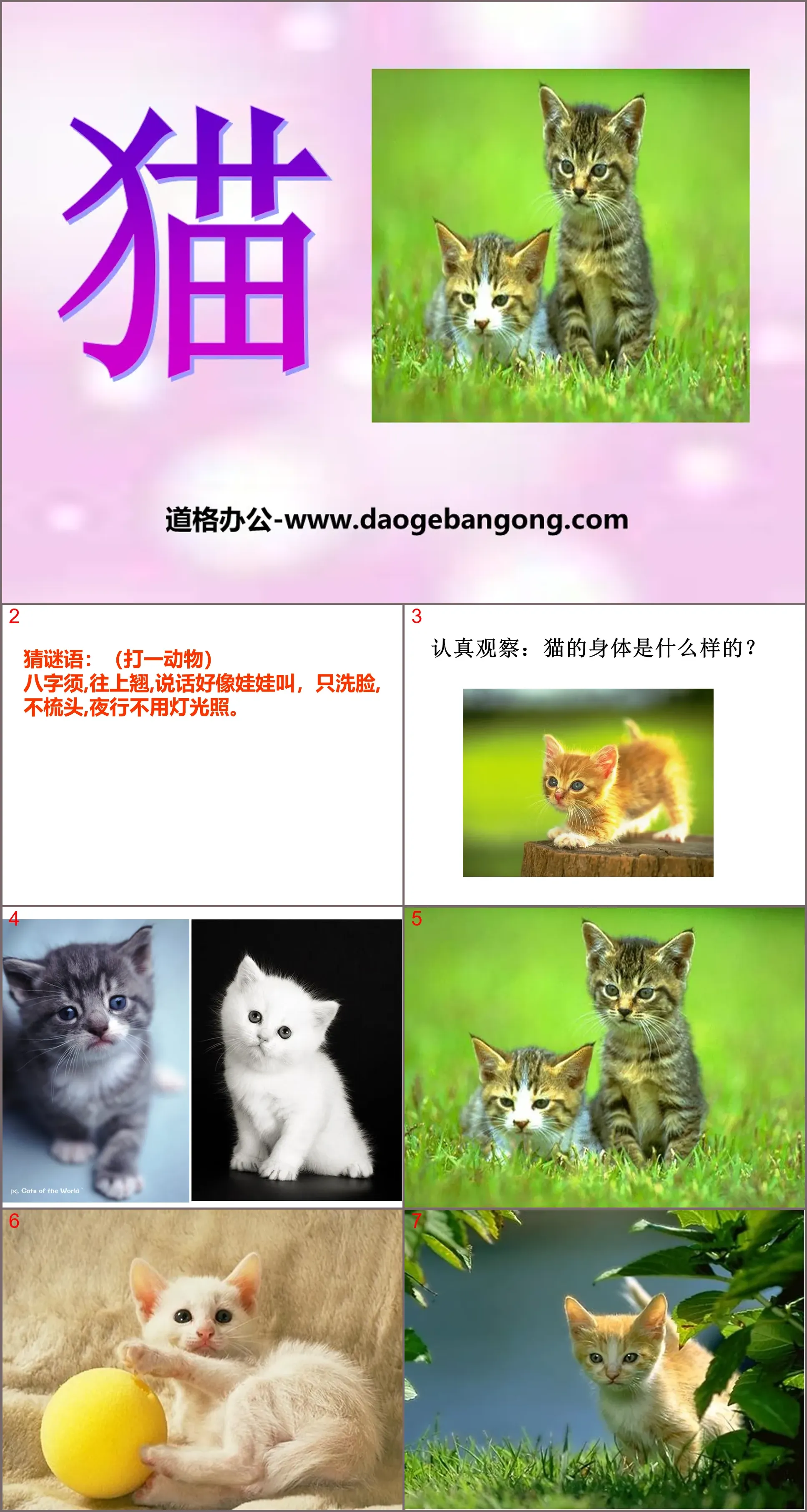 《猫》家养小动物PPT课件