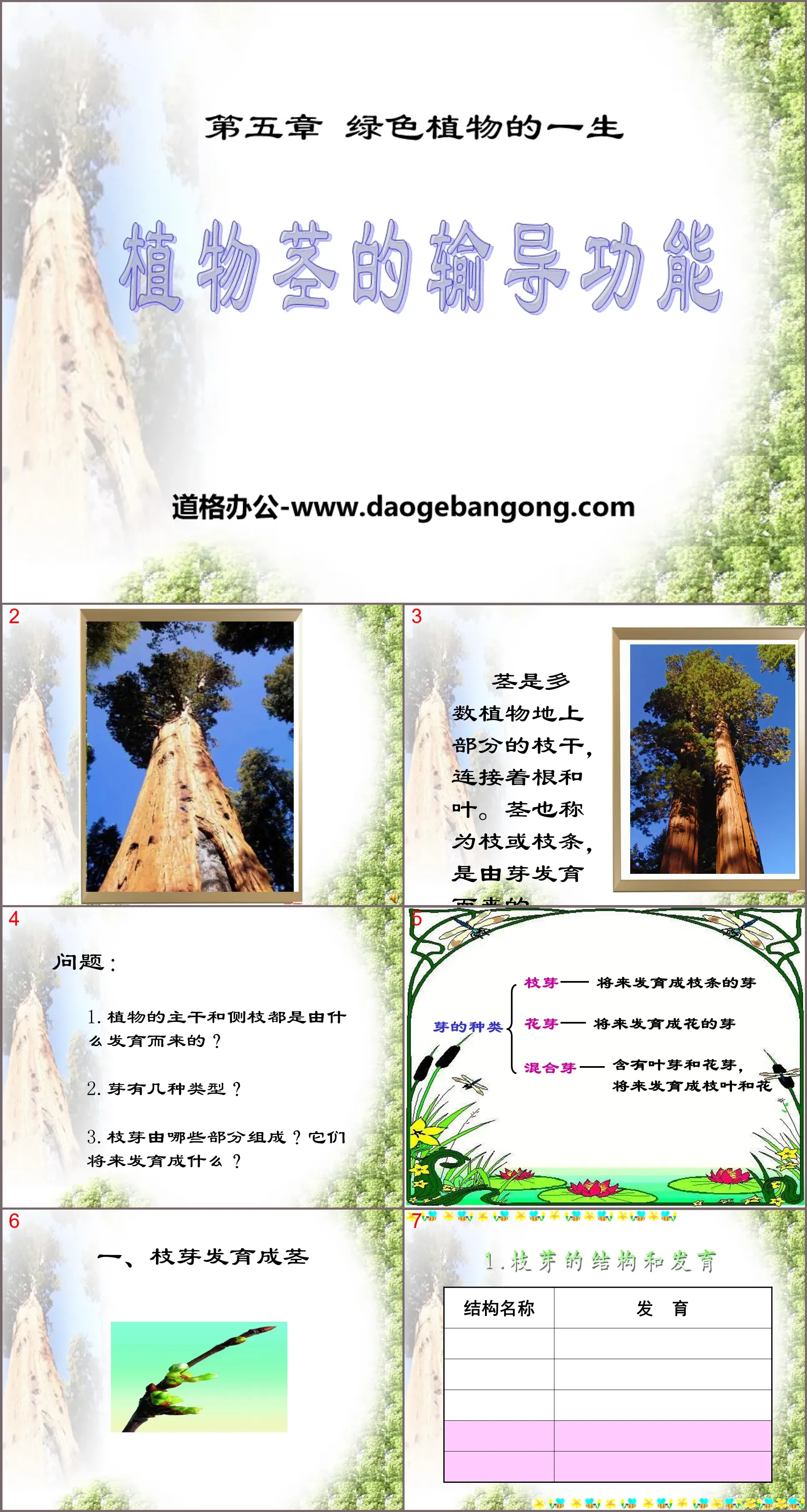 "The Transport Function of Plant Stems" PPT courseware