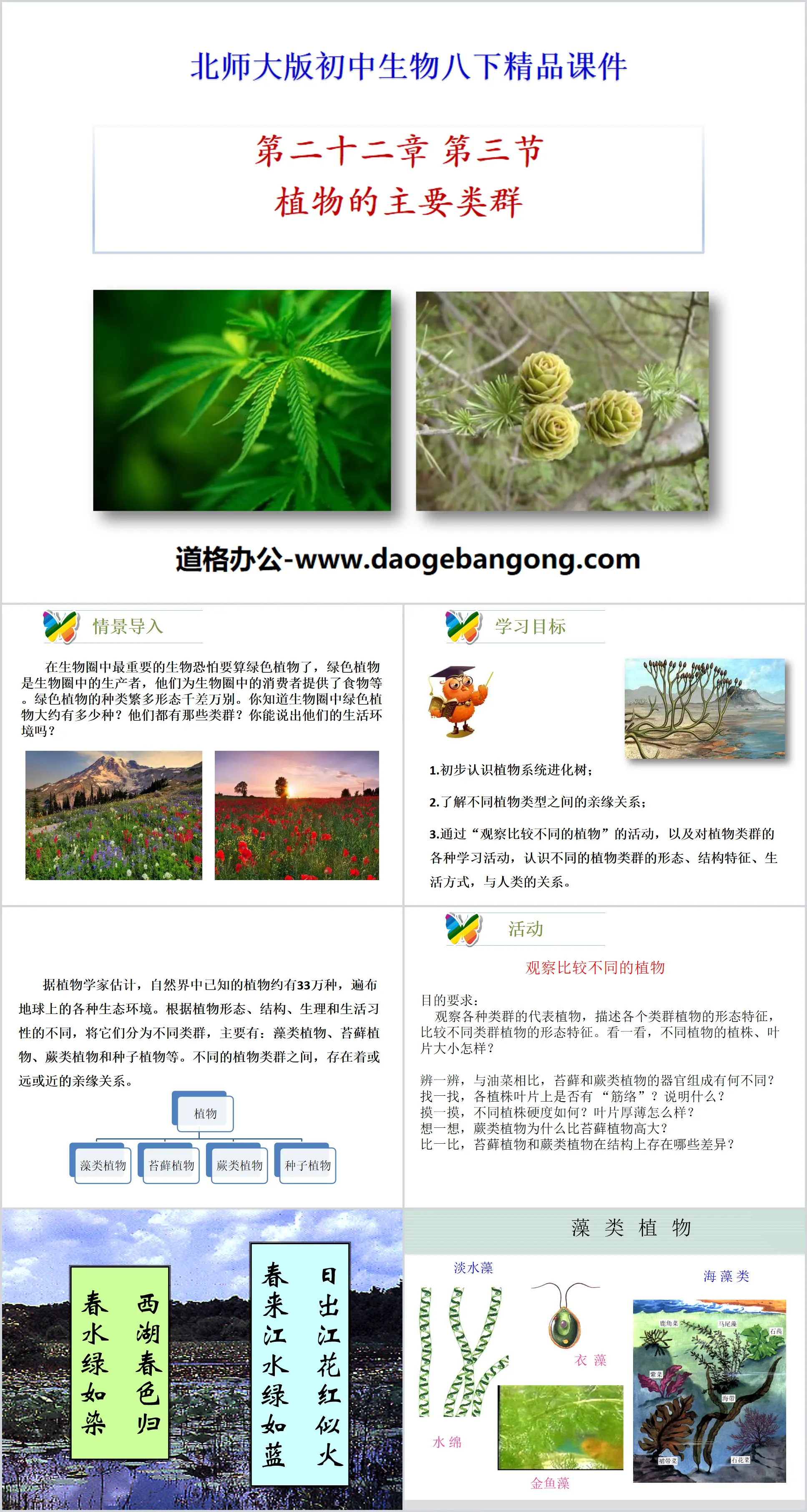 《植物的主要类群》PPT课件下载
