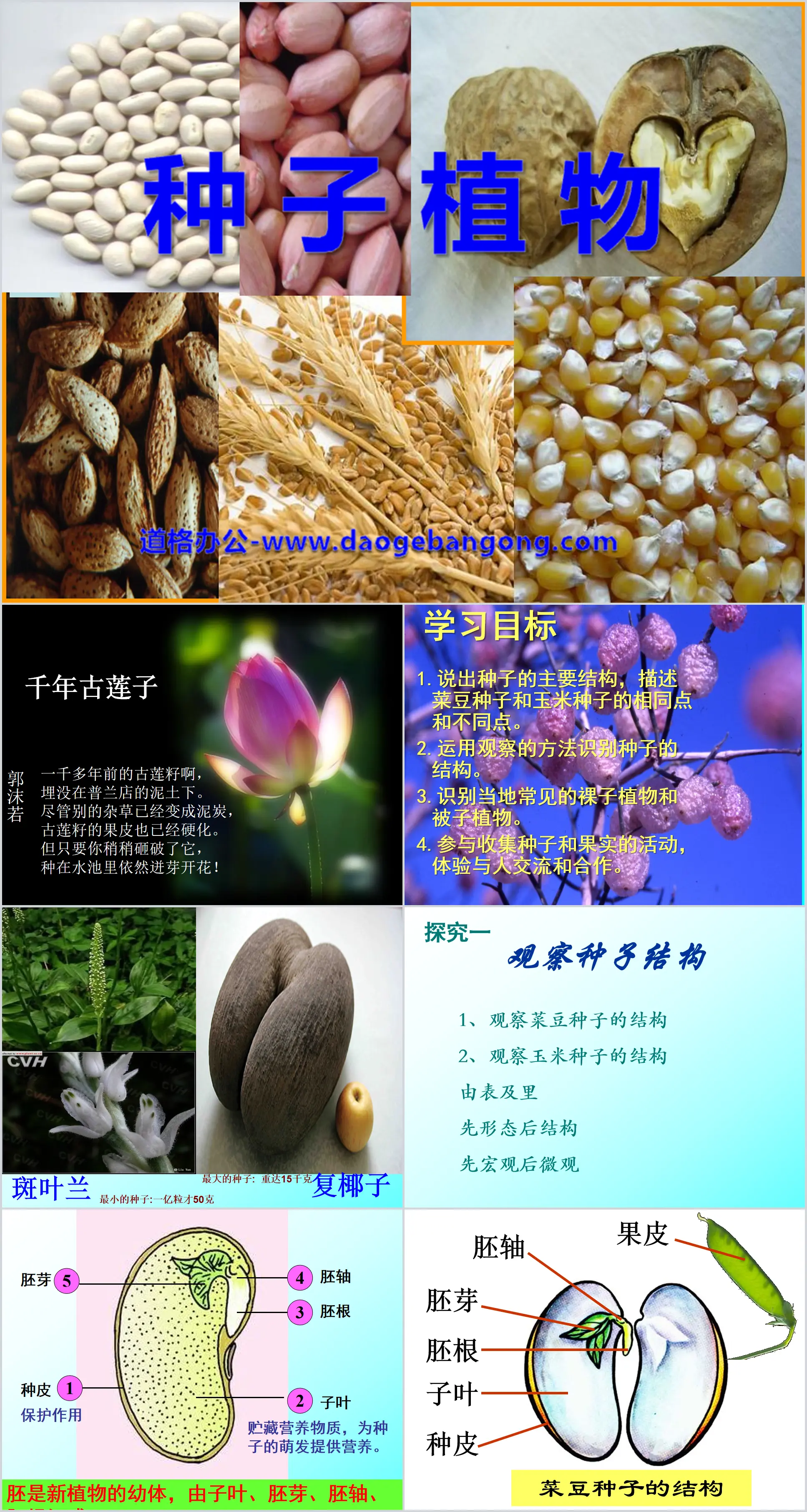 《种子植物》生物圈中有哪些绿色植物PPT课件7
