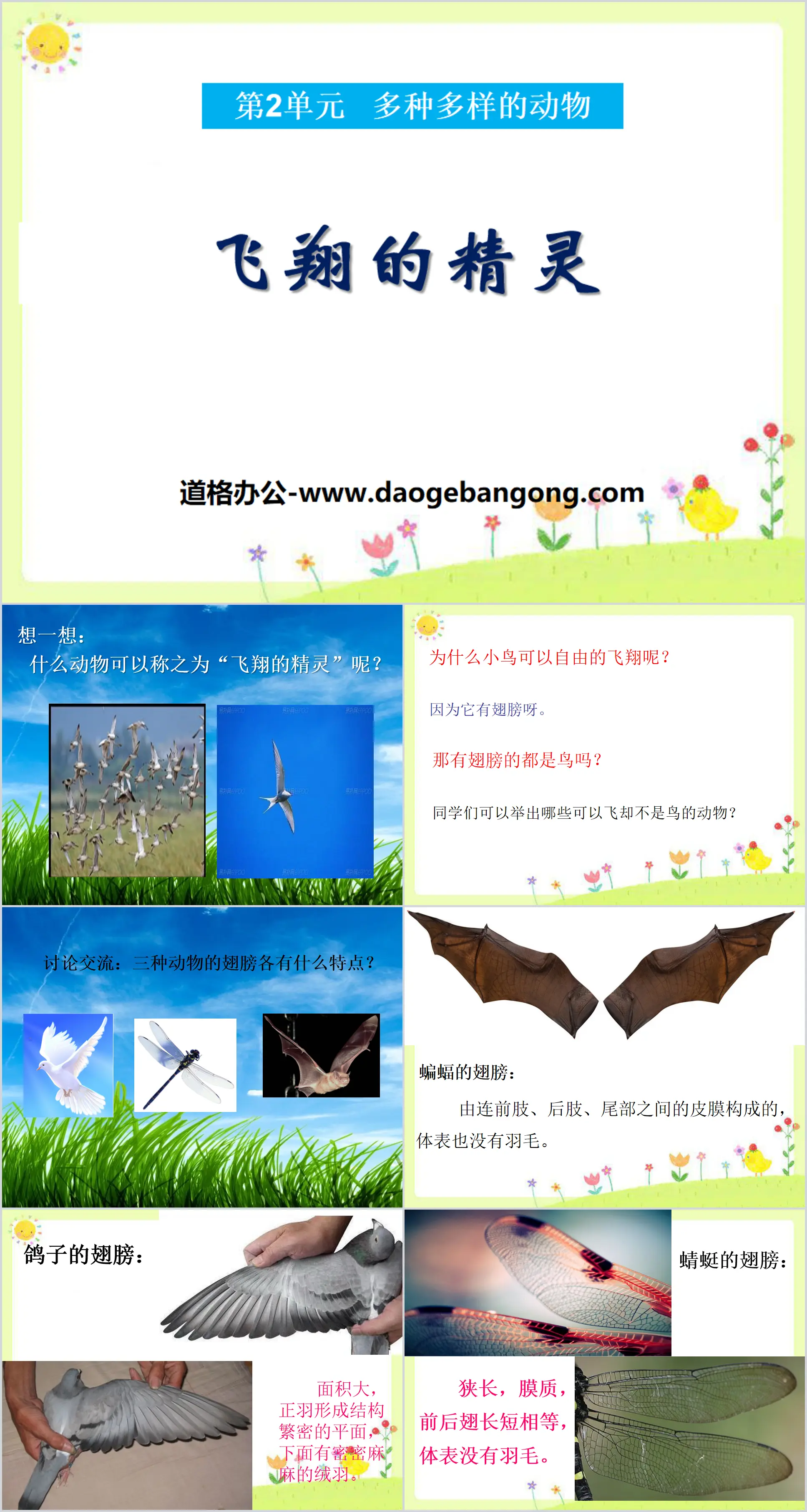 Cours PPT sur les animaux divers « Elfe volant » 2