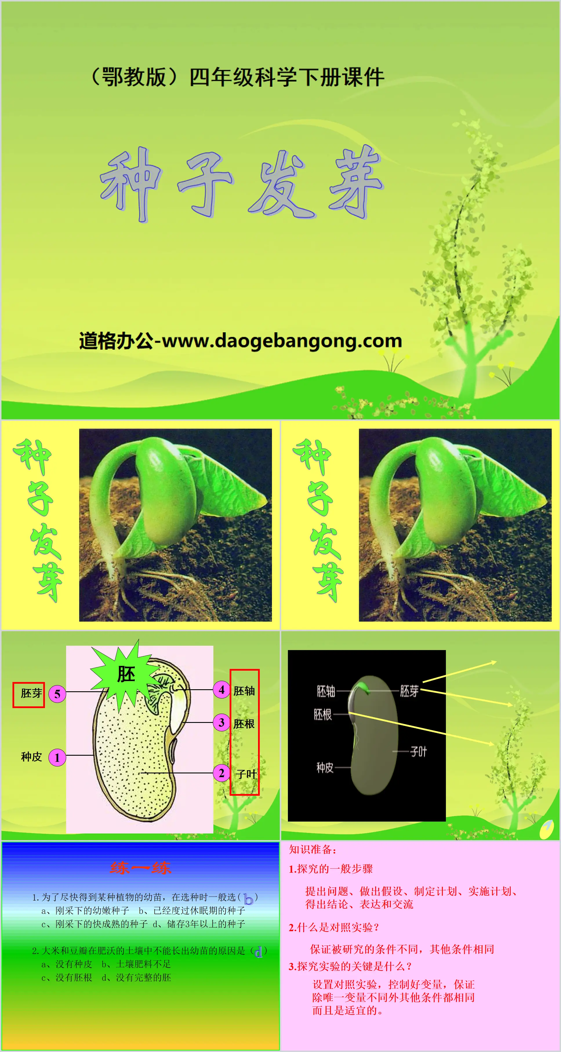 "Seed Germination" PPT Courseware 3