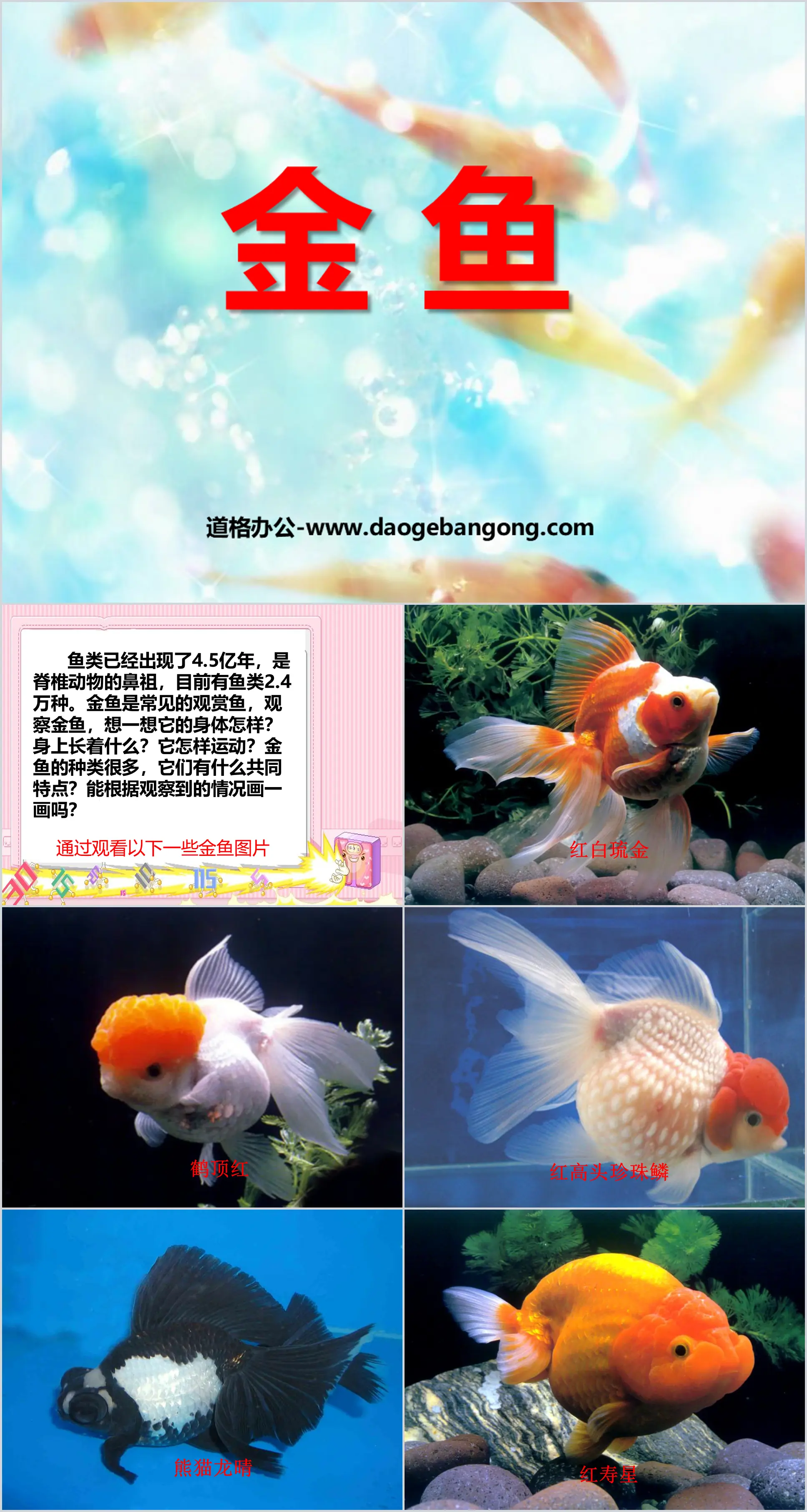 《金魚》動物PPT課件3