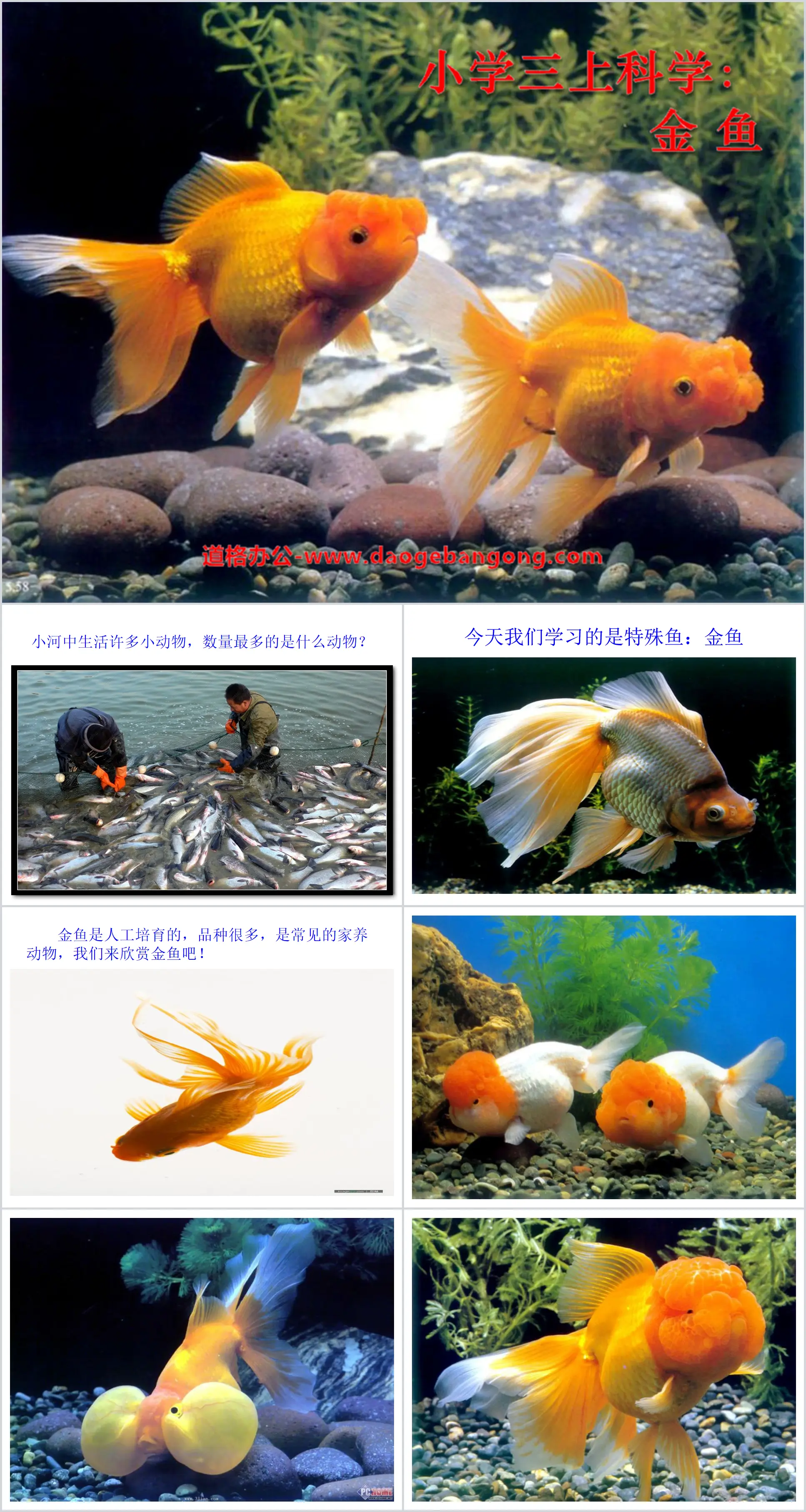 "Goldfish" Animal PPT Courseware 2