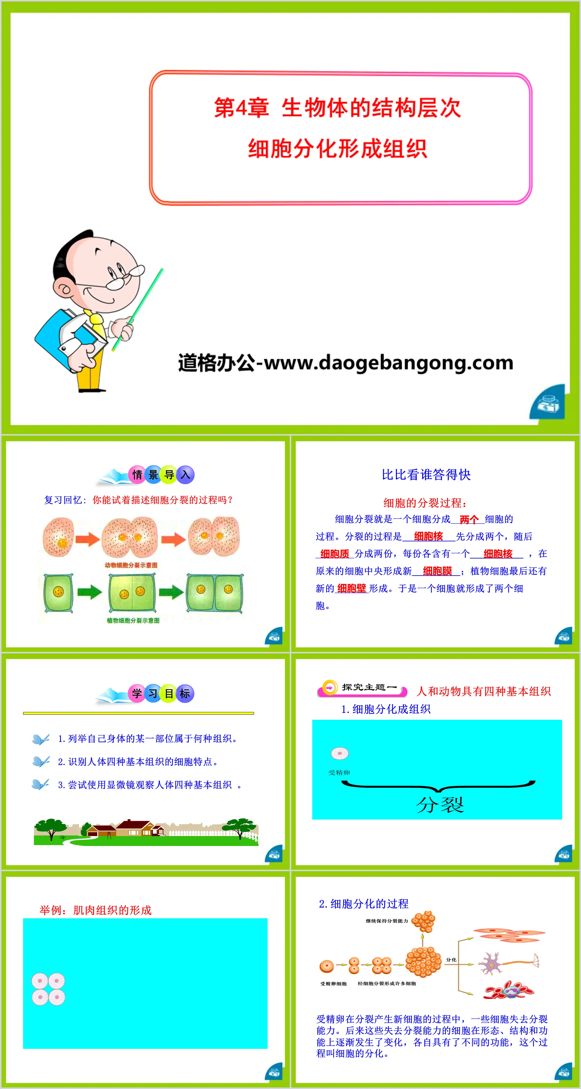 "Cell Differentiation to Form Tissue" PPT