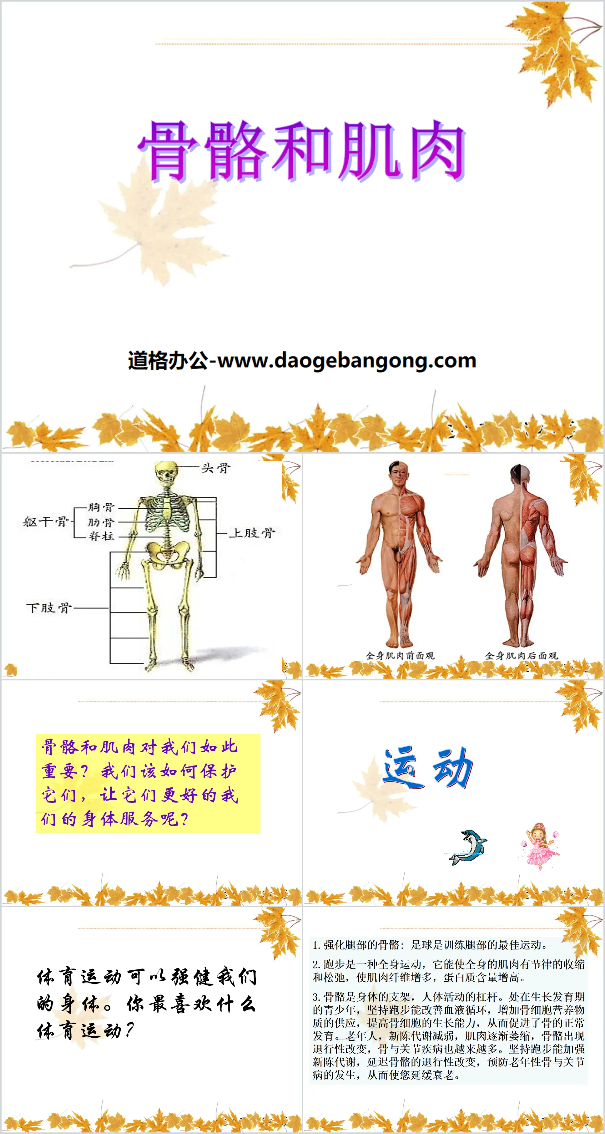 《骨骼和肌肉》人体的奥秘PPT课件2
