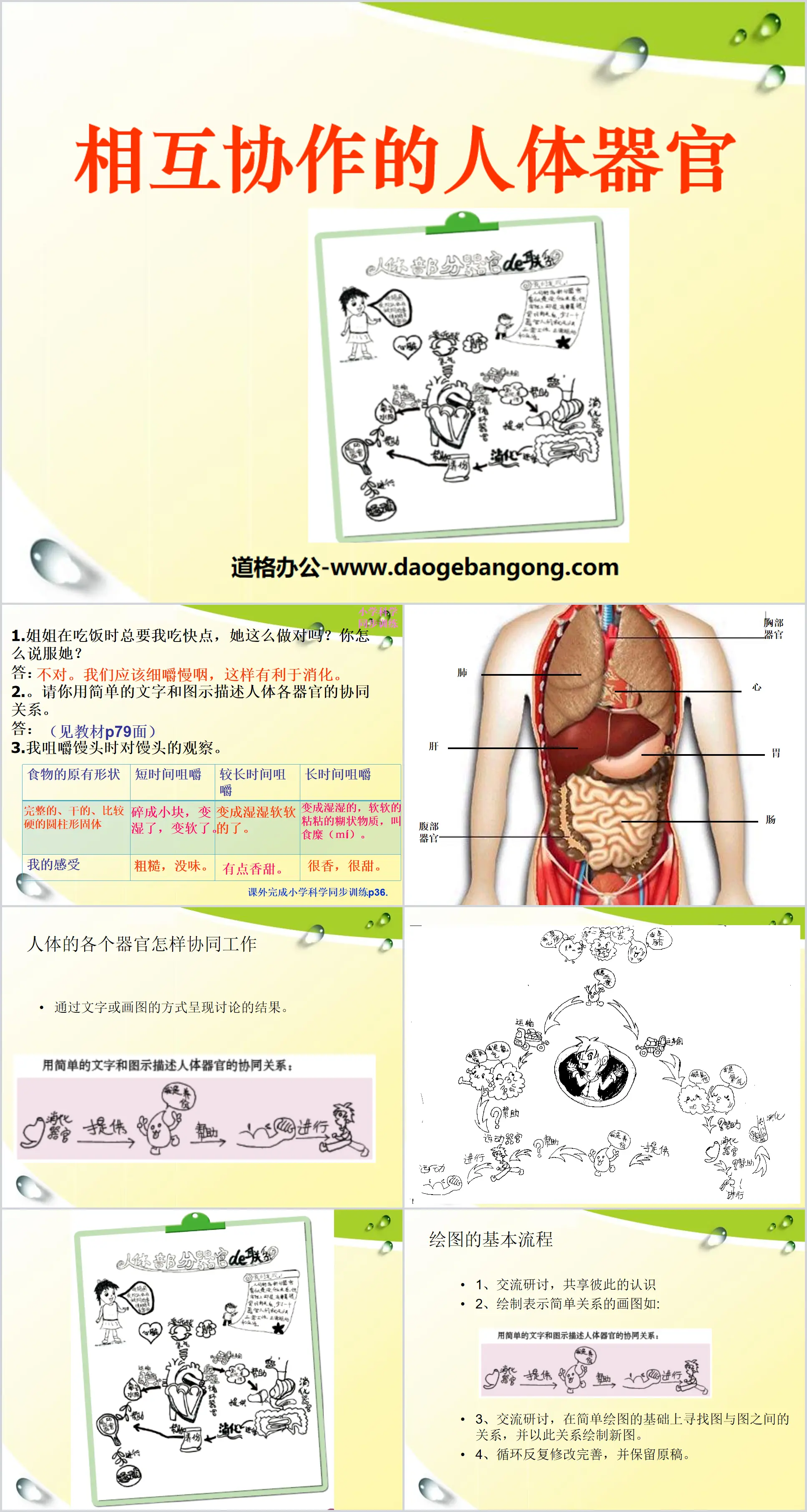 《相互协作的人体器官》我们的身体PPT课件3
