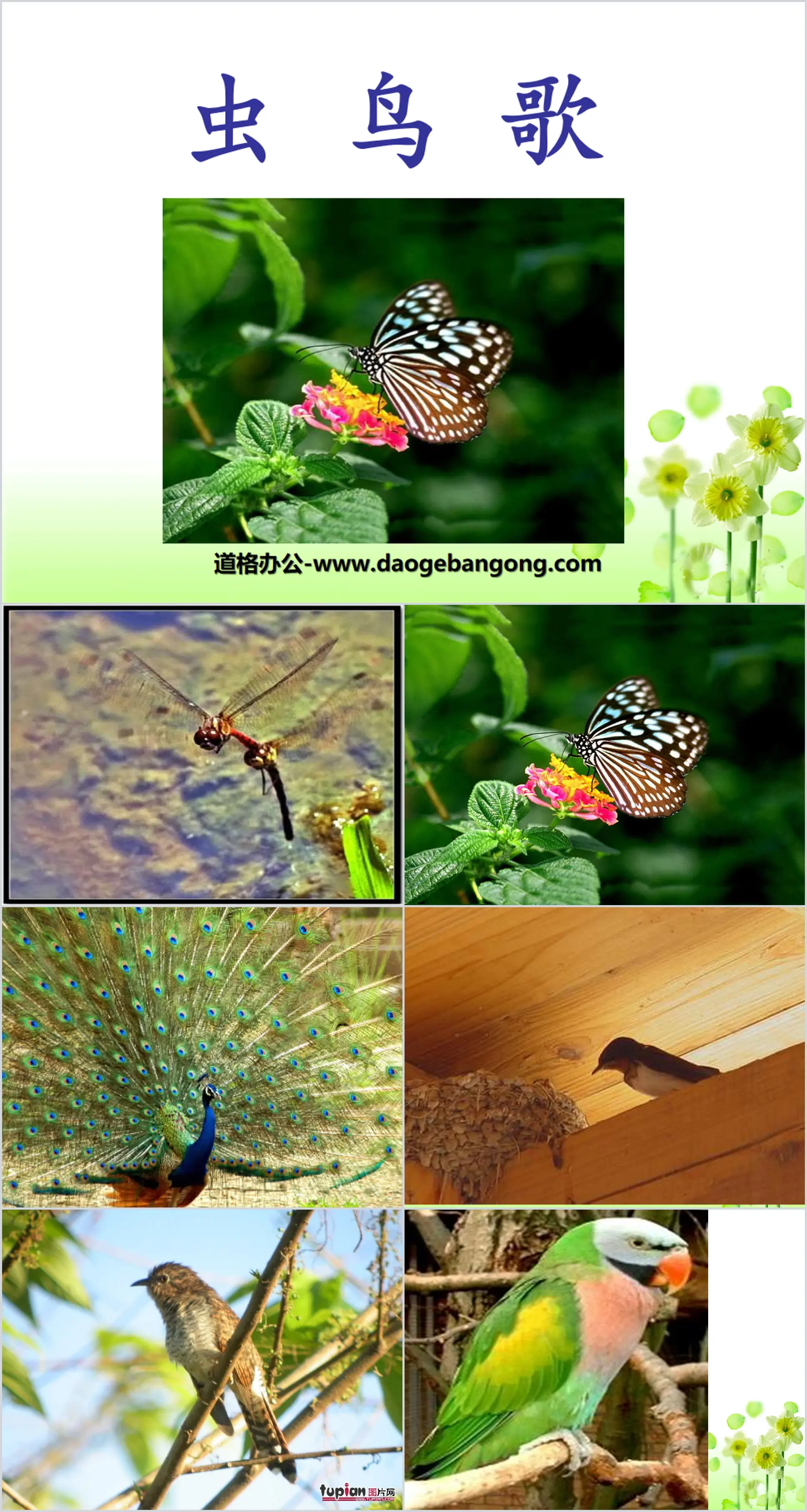 "Insect Bird Song" PPT Courseware 2