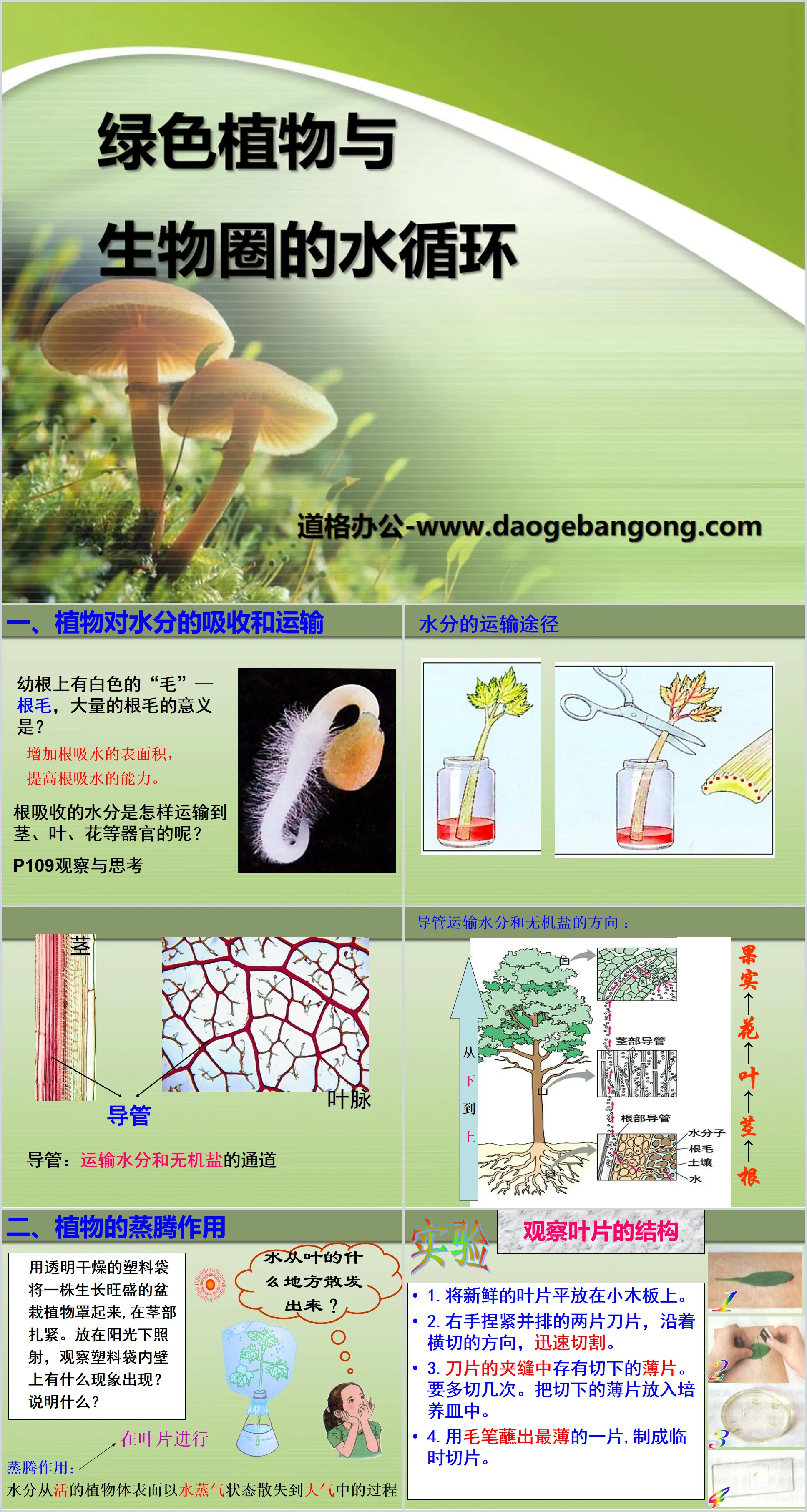 《绿色植物与生物圈的水循环》PPT课件
