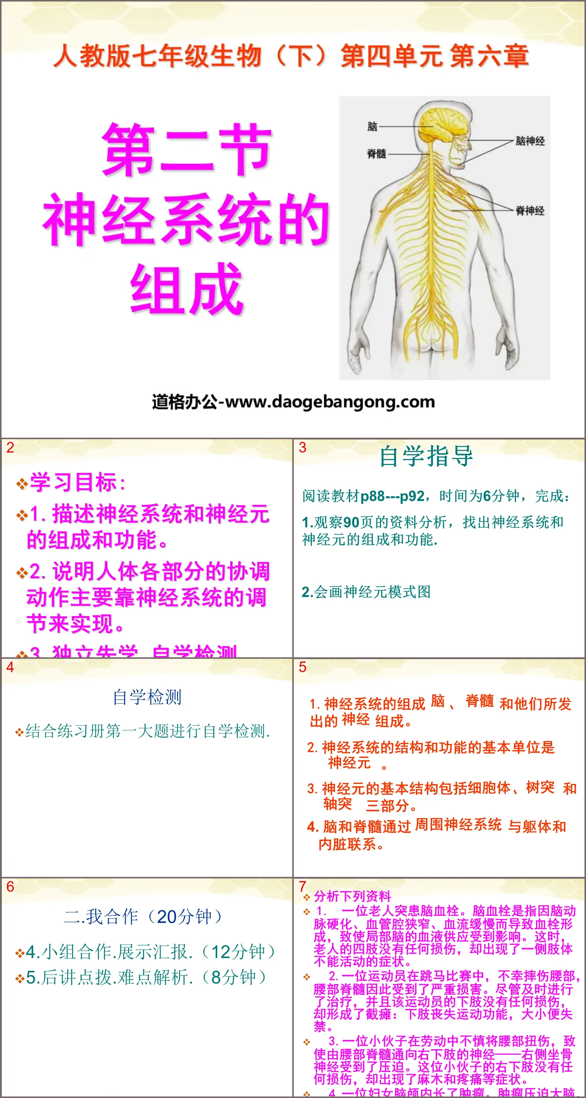 《神经系统的组成》人体生命活动的调节PPT课件2