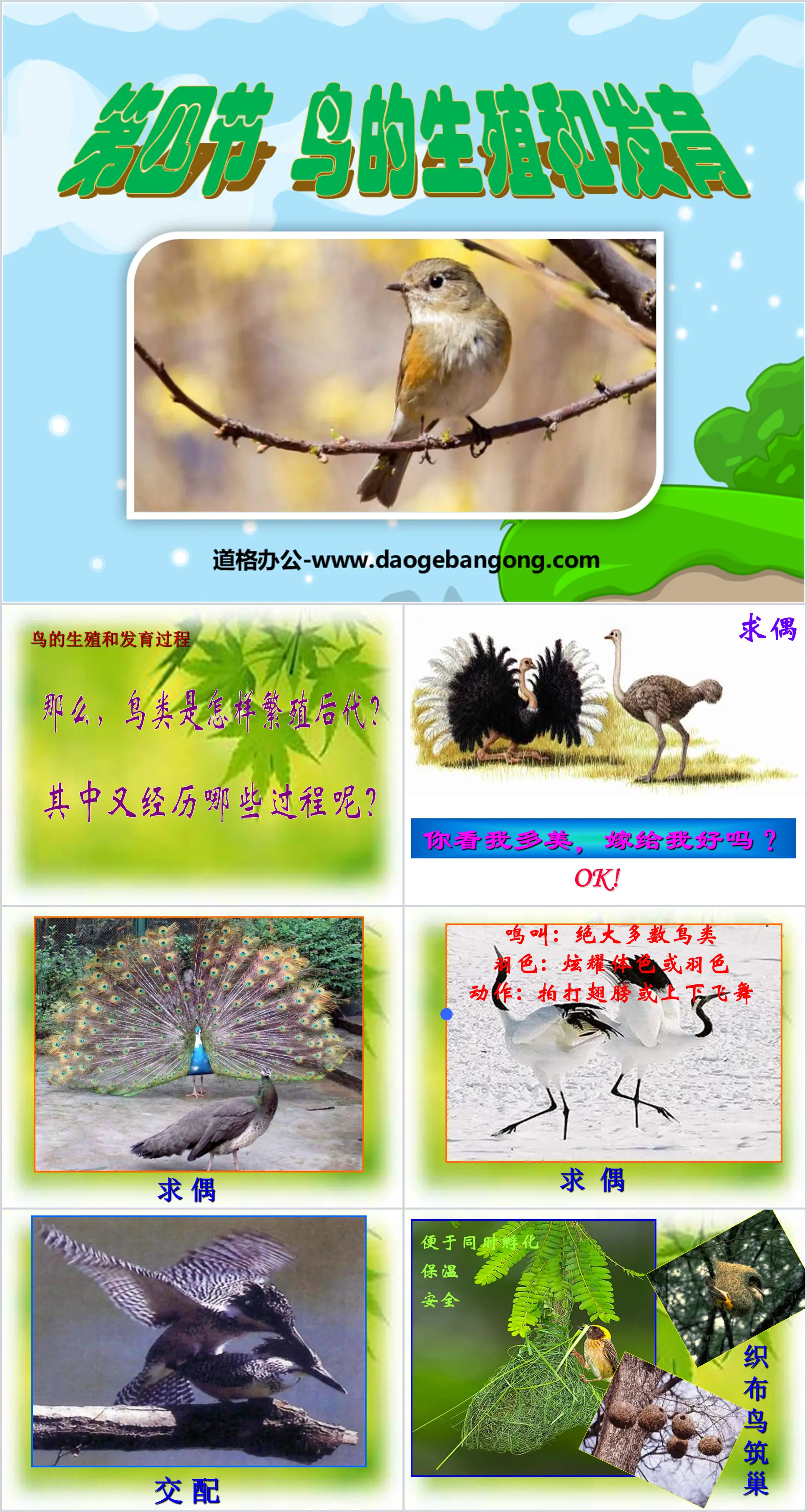 « Reproduction et développement des oiseaux » Formation PPT sur la reproduction et le développement biologiques 3