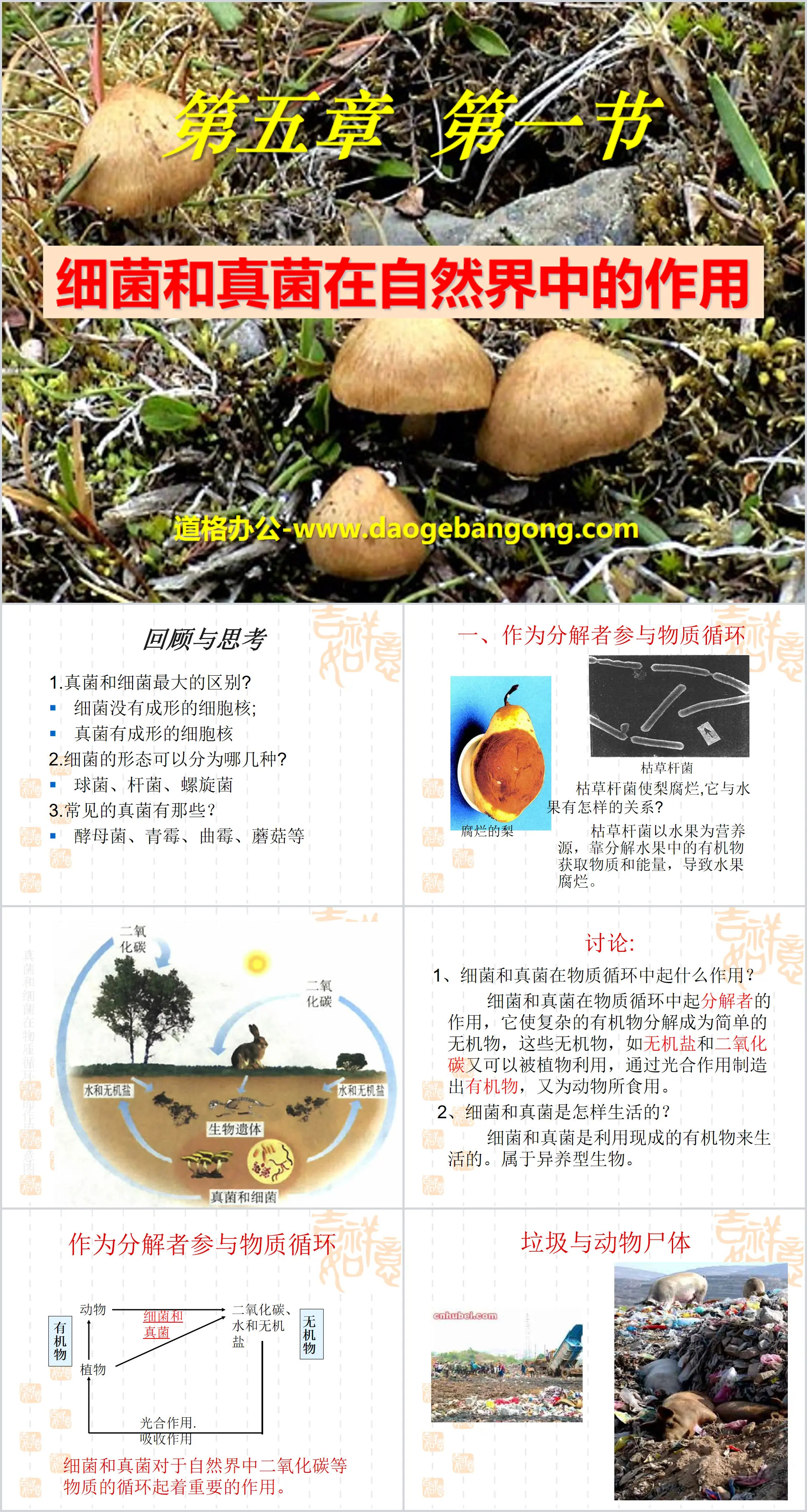 "The Role of Bacteria and Fungi in Nature" Bacteria and Fungi PPT Courseware 6