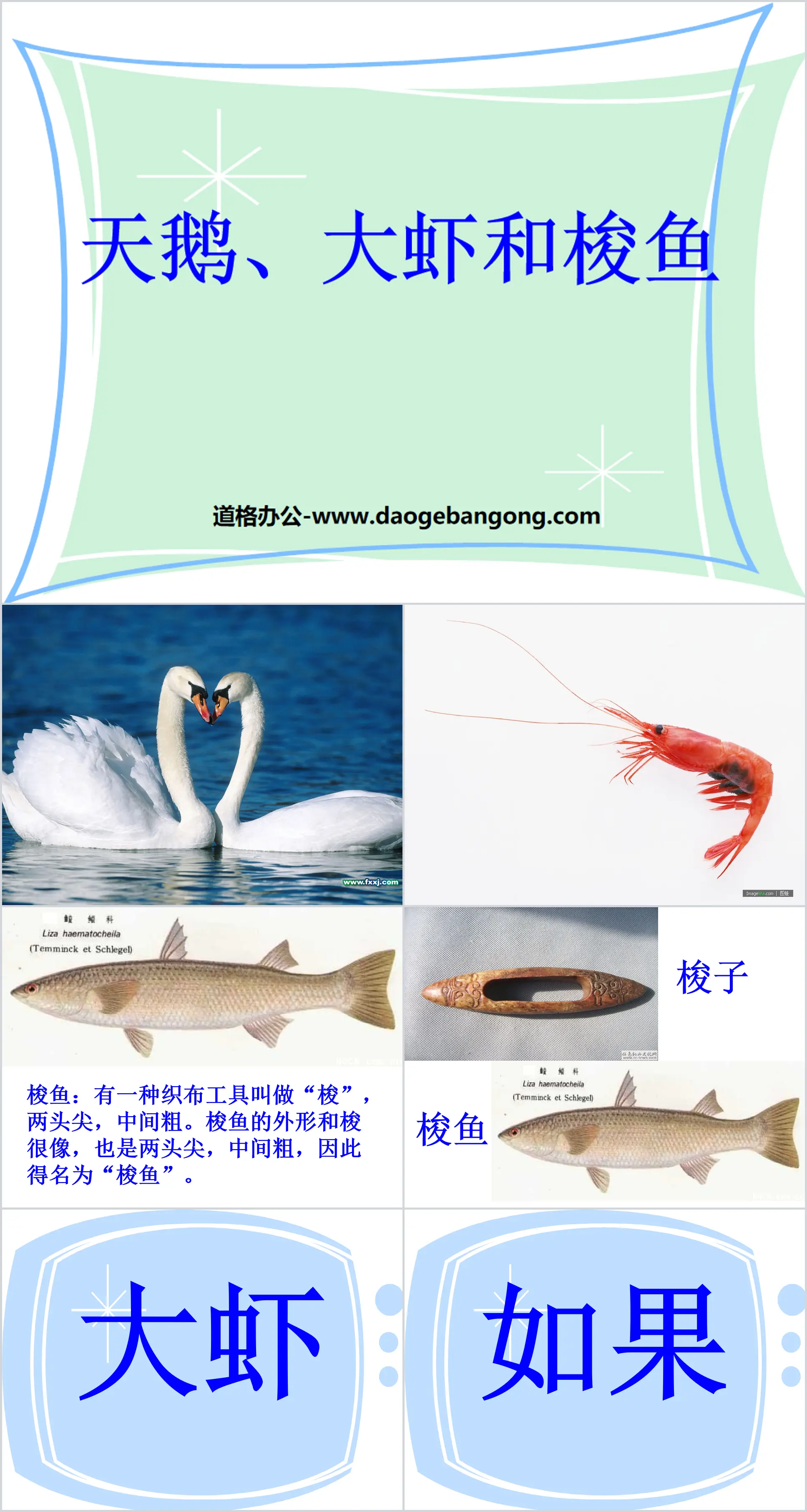 "Swan, Prawn and Barracuda" PPT courseware 3