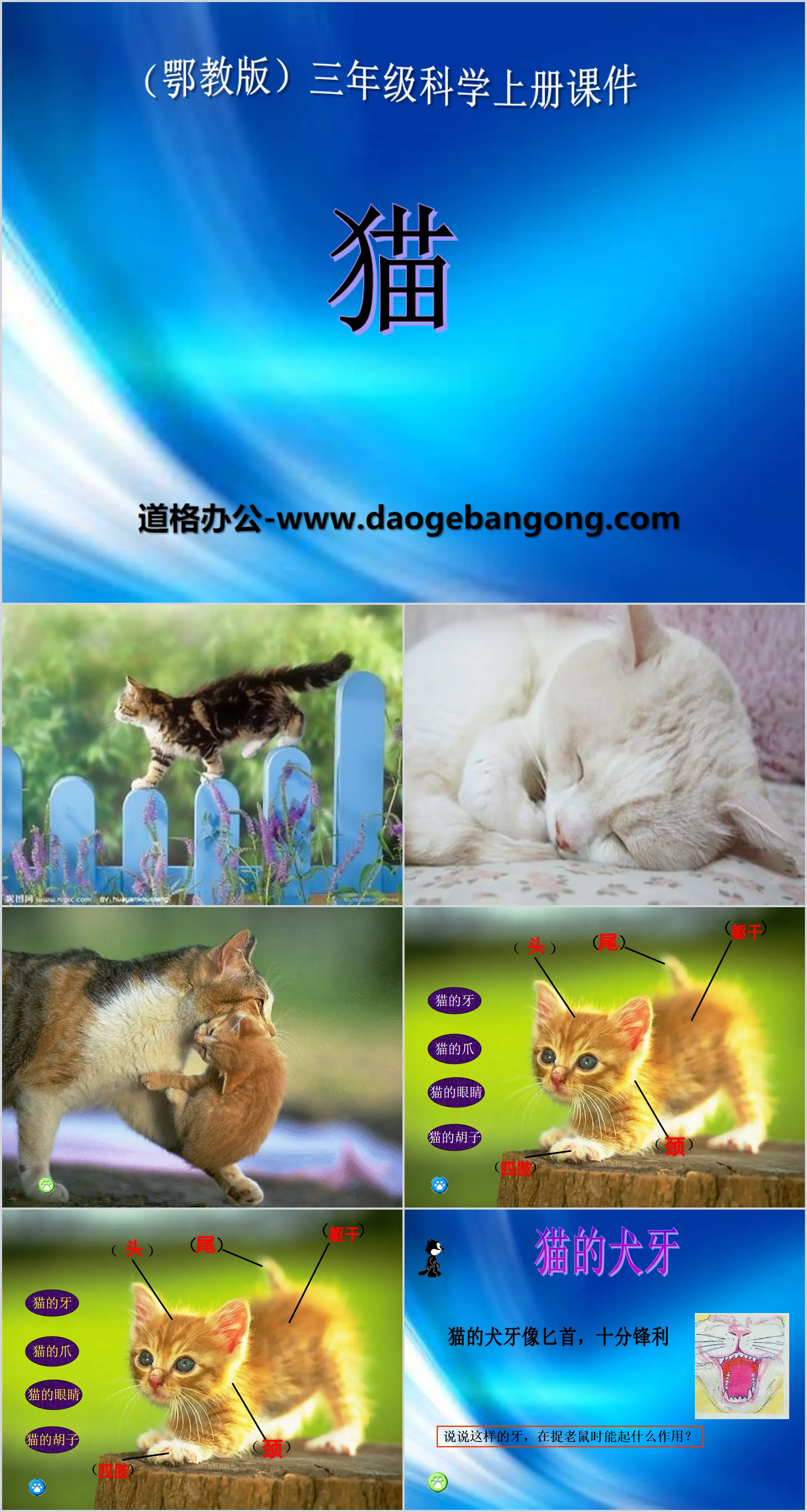 《猫》家养小动物PPT课件2
