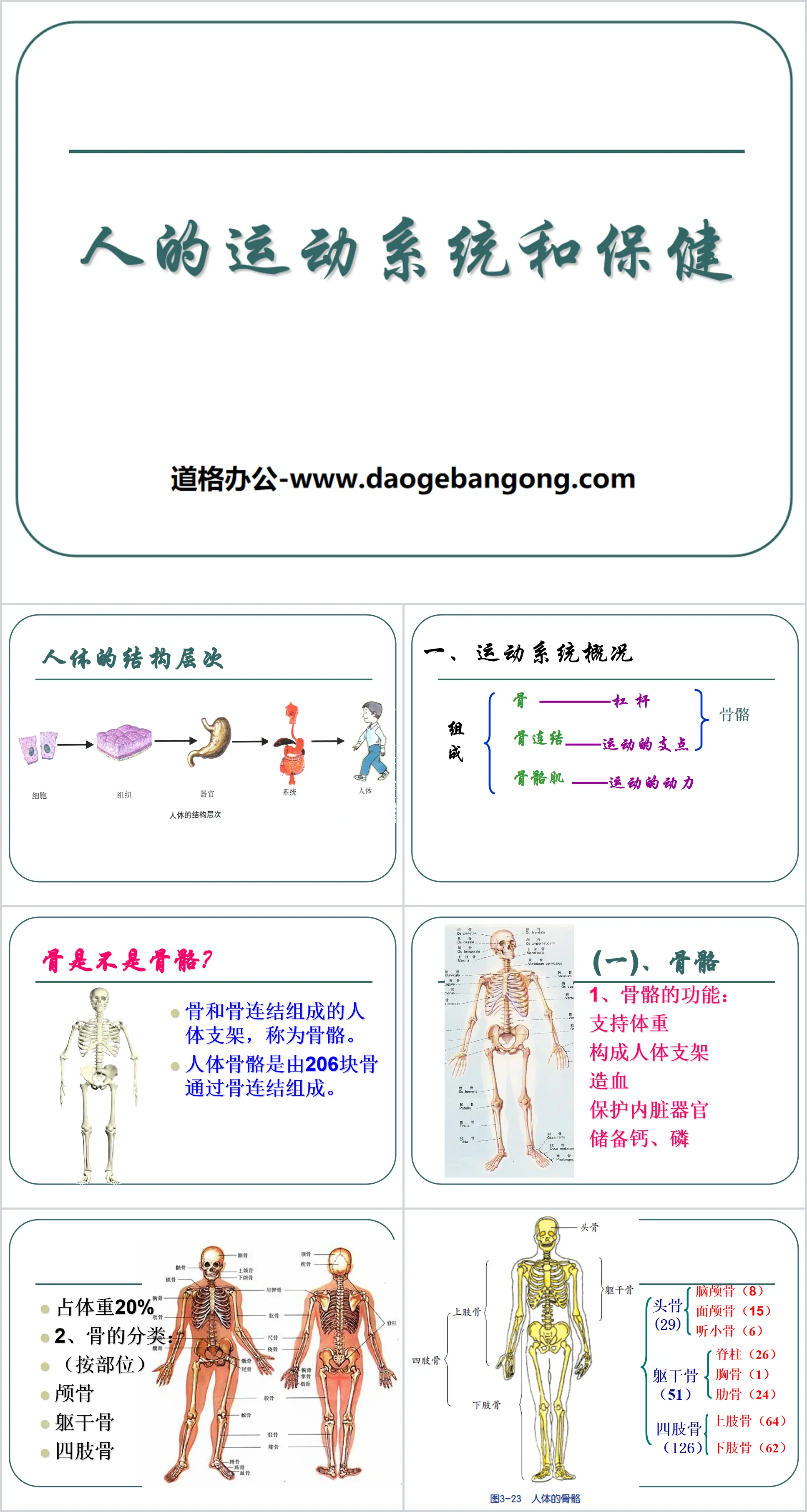 《人的運動系統與保健》PPT課件