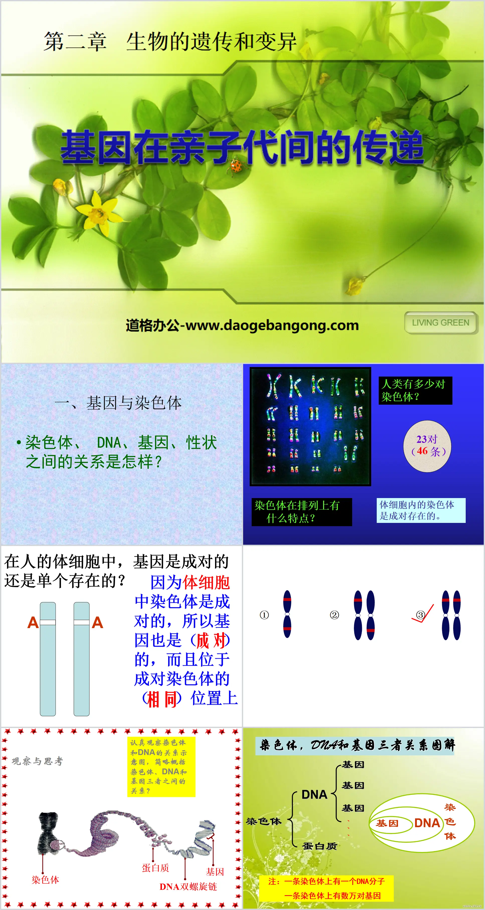 《基因在亲子代间的传递》生物的遗传和变异PPT课件