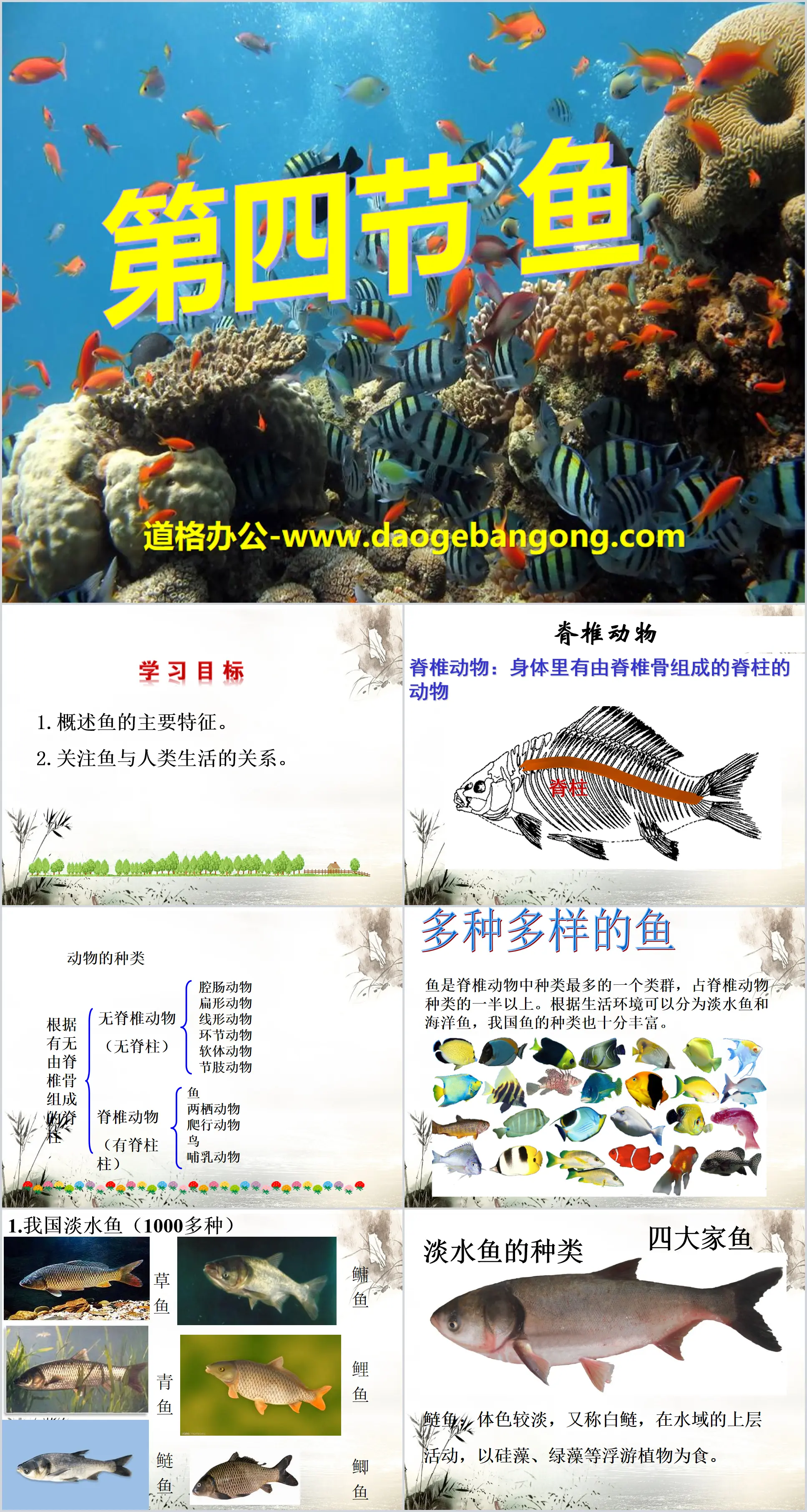 "Fish" Main groups of animals PPT courseware 5