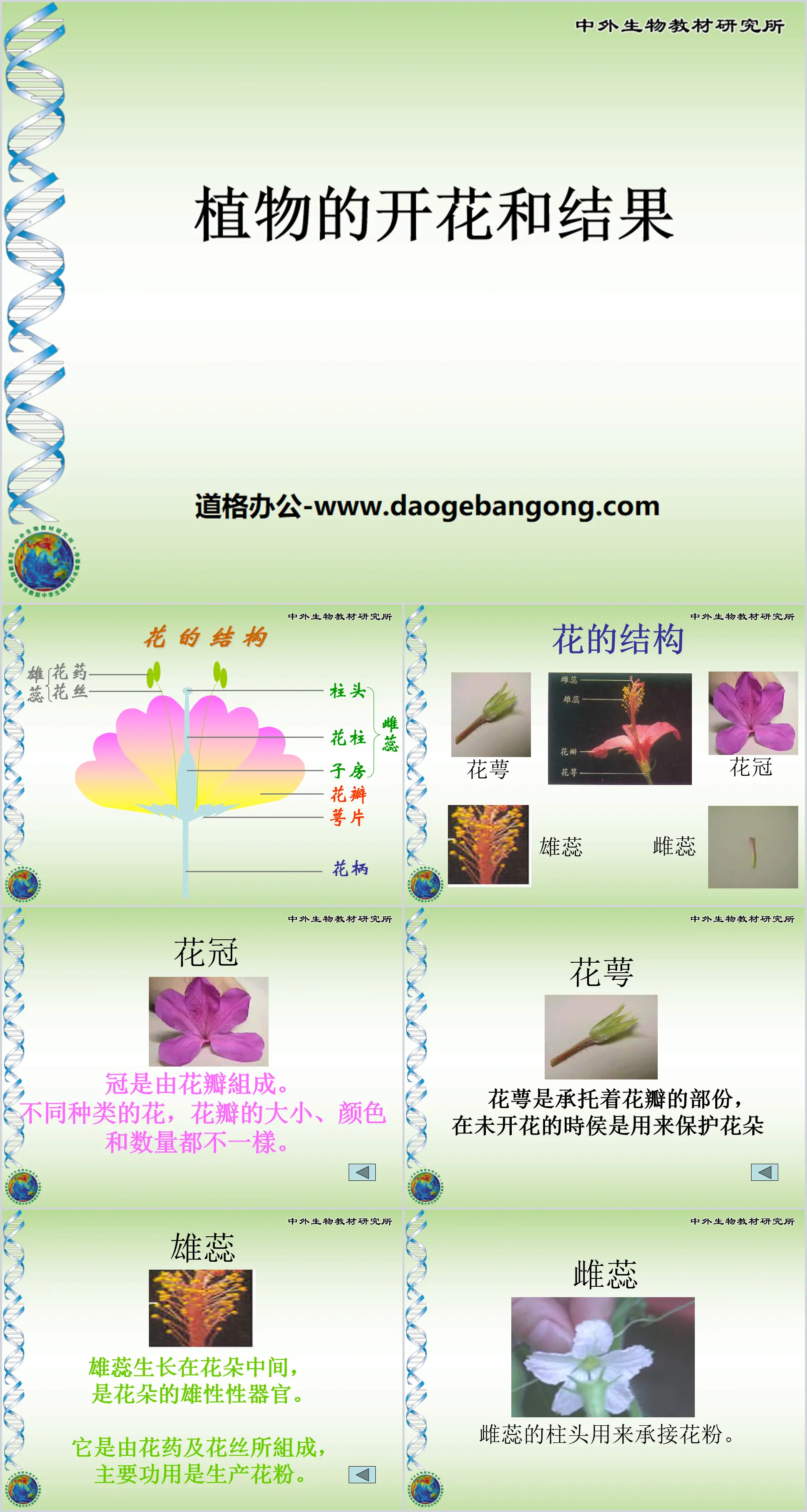 Didacticiel PPT « Floraison et fructification des plantes »