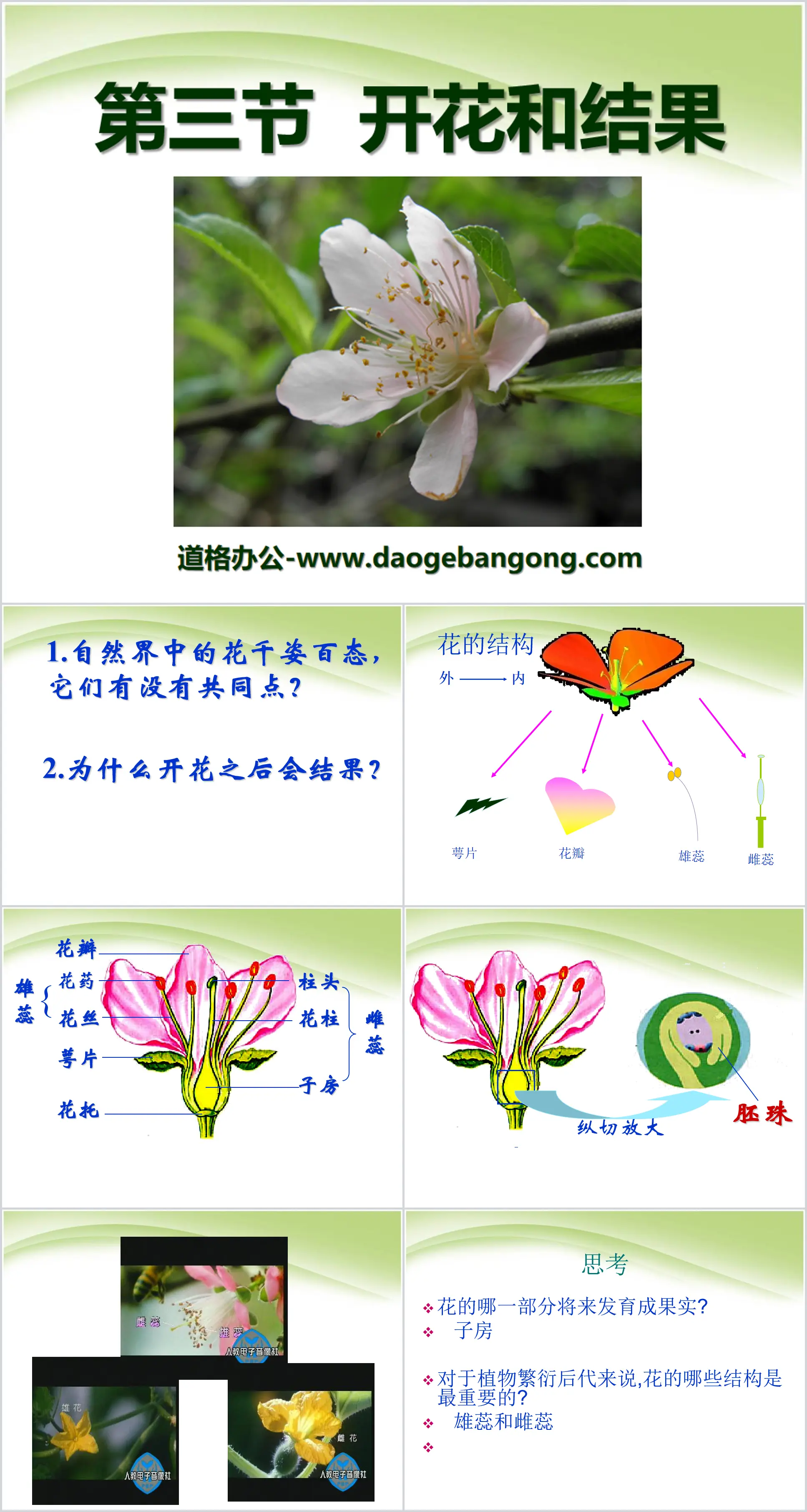 《開花結果》被子植物的一生PPT課程3