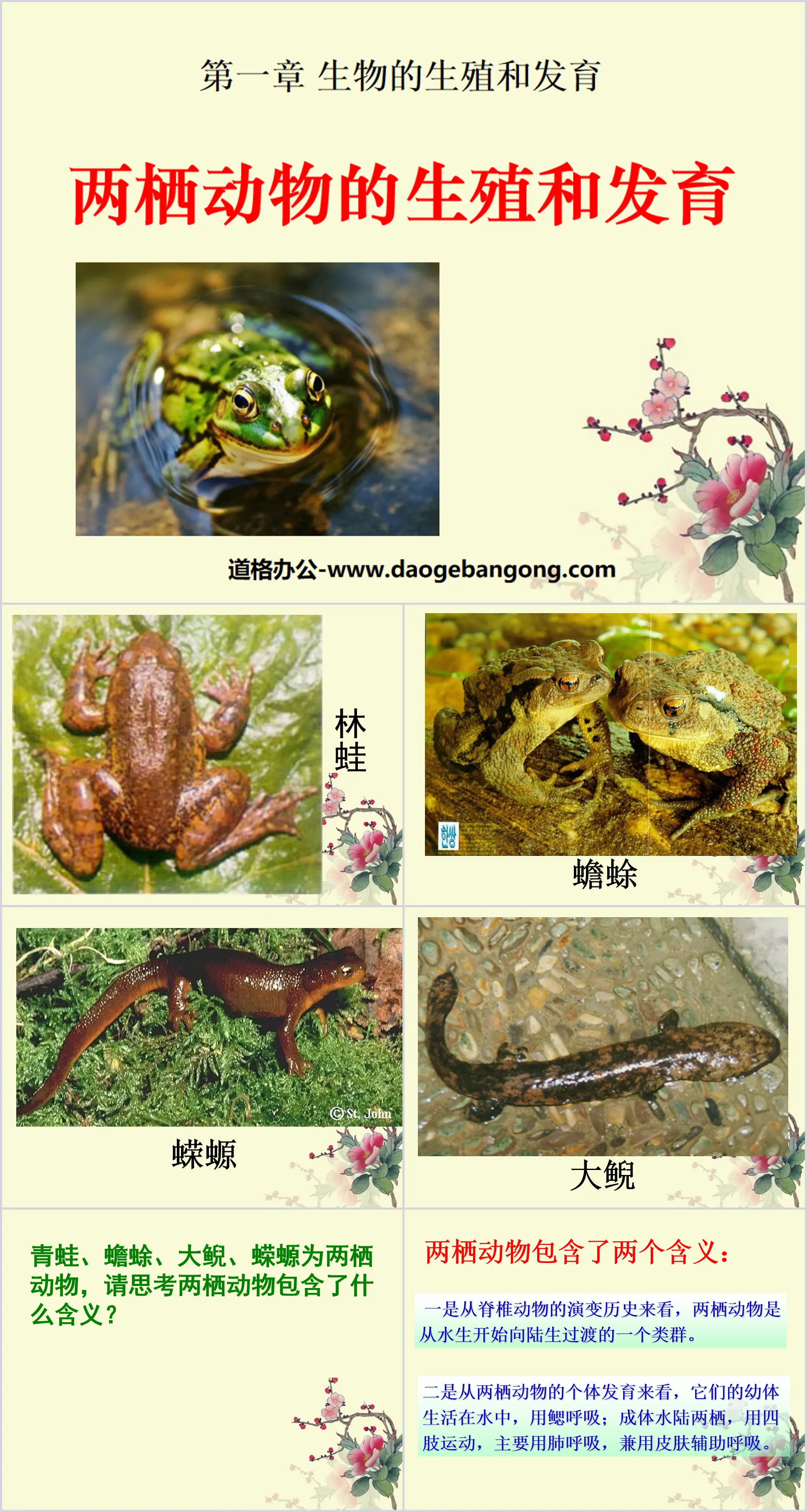 "Reproduction and Development of Amphibians" Reproduction and Development of Biological Organisms PPT Courseware 6