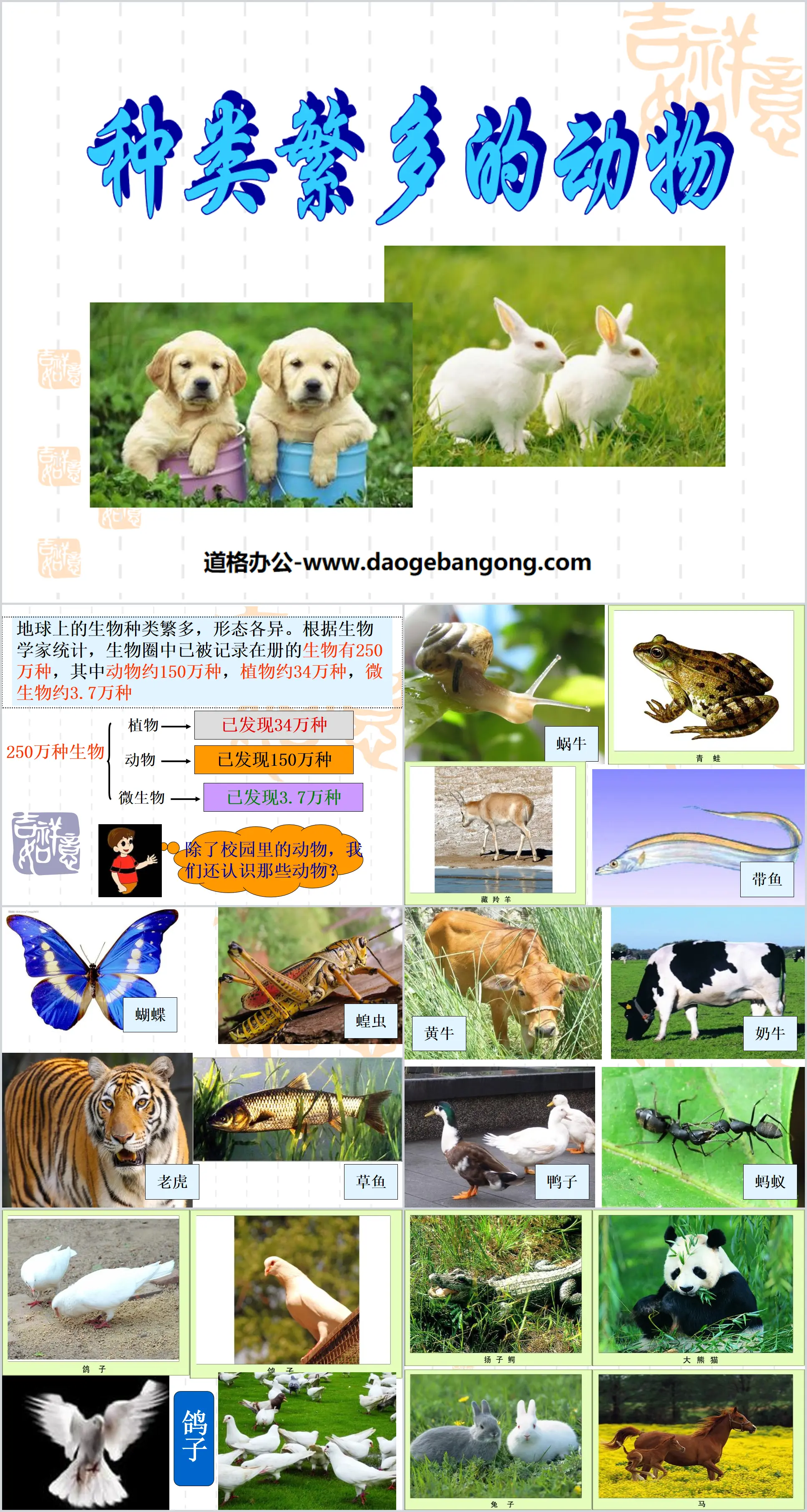 "Various Kinds of Animals" Biological Diversity PPT Courseware