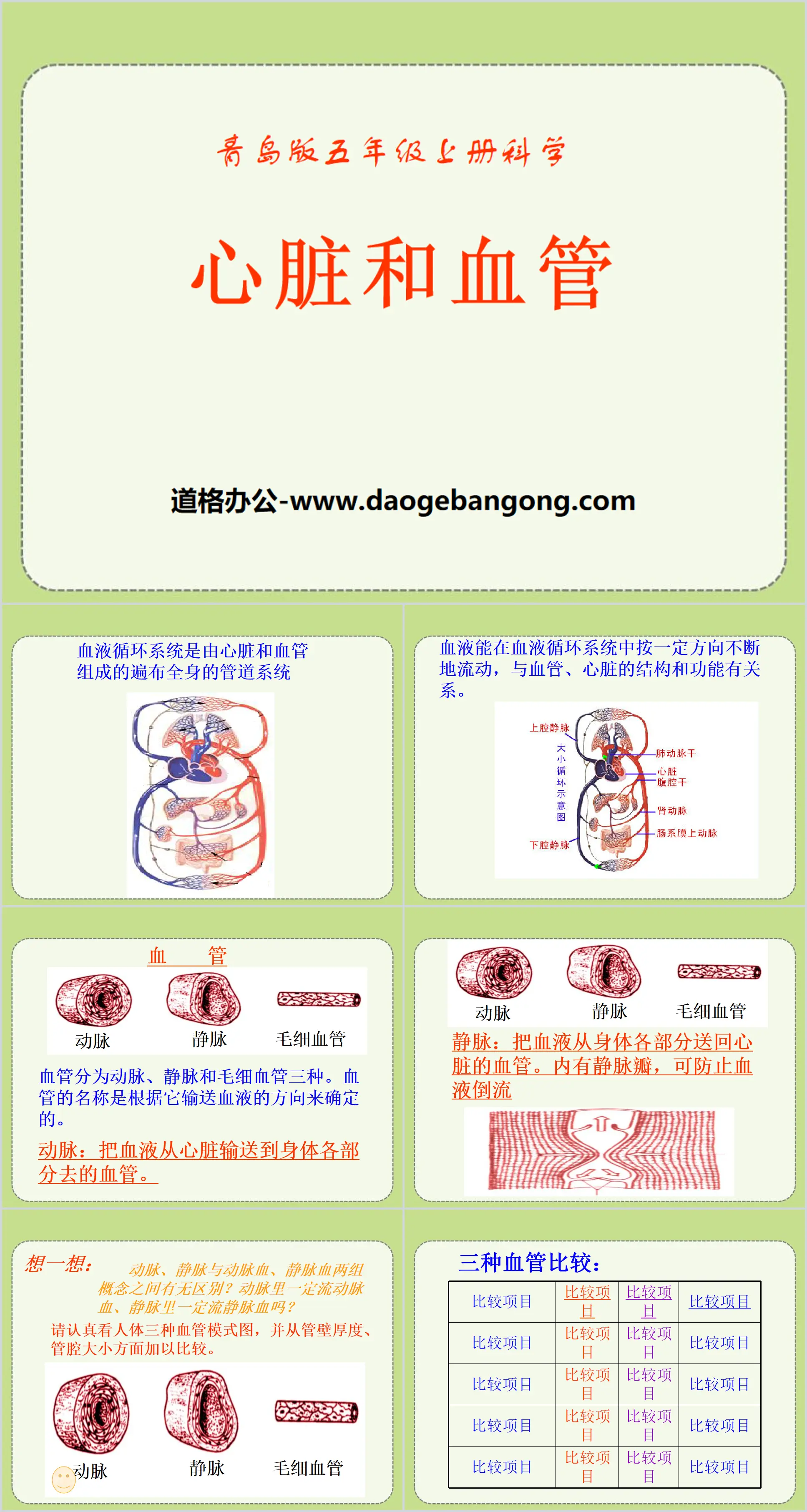 "Heart and Blood Vessels" PPT Courseware