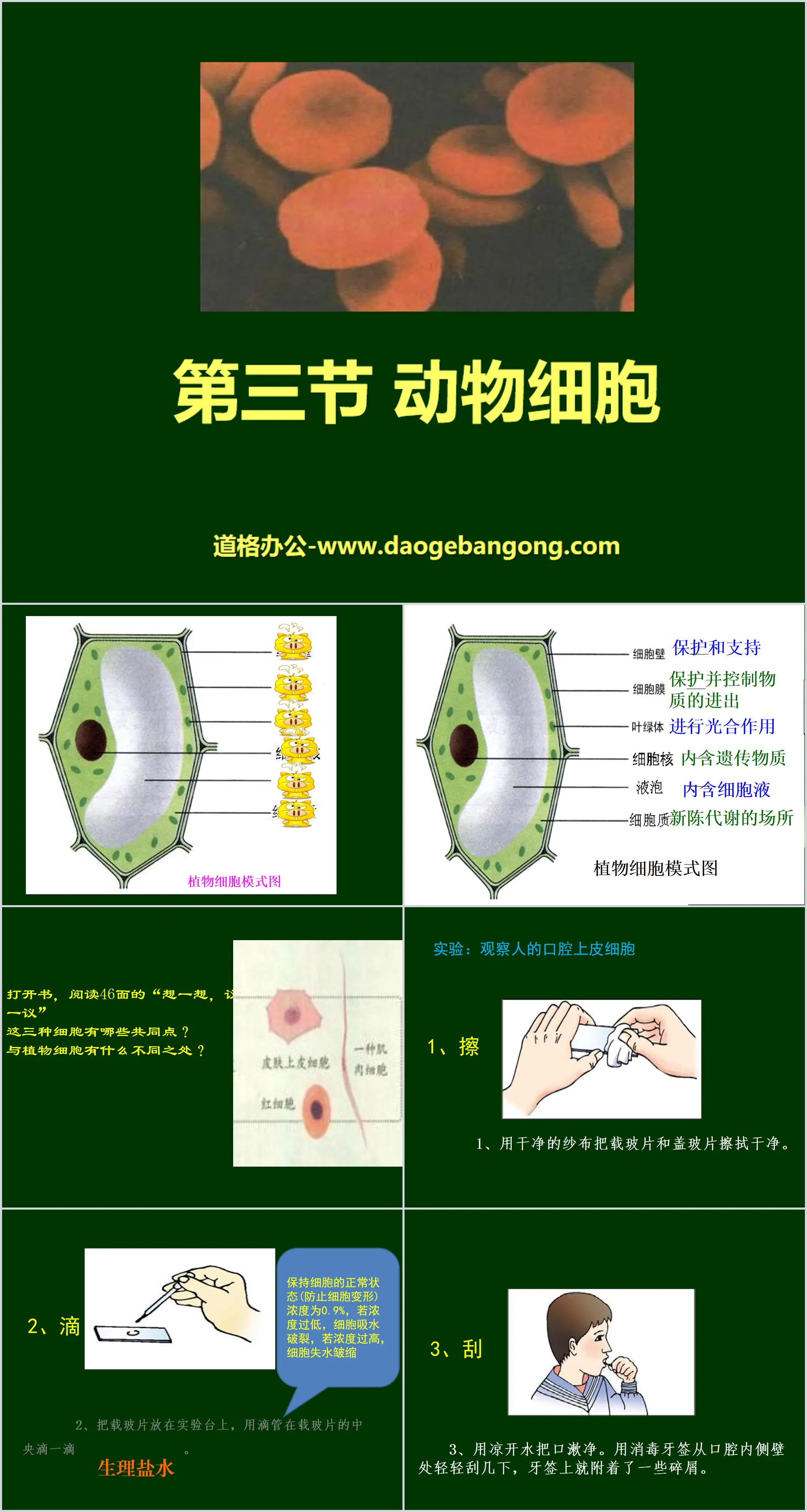 《动物细胞》细胞是生命活动的基本单位PPT课件6
