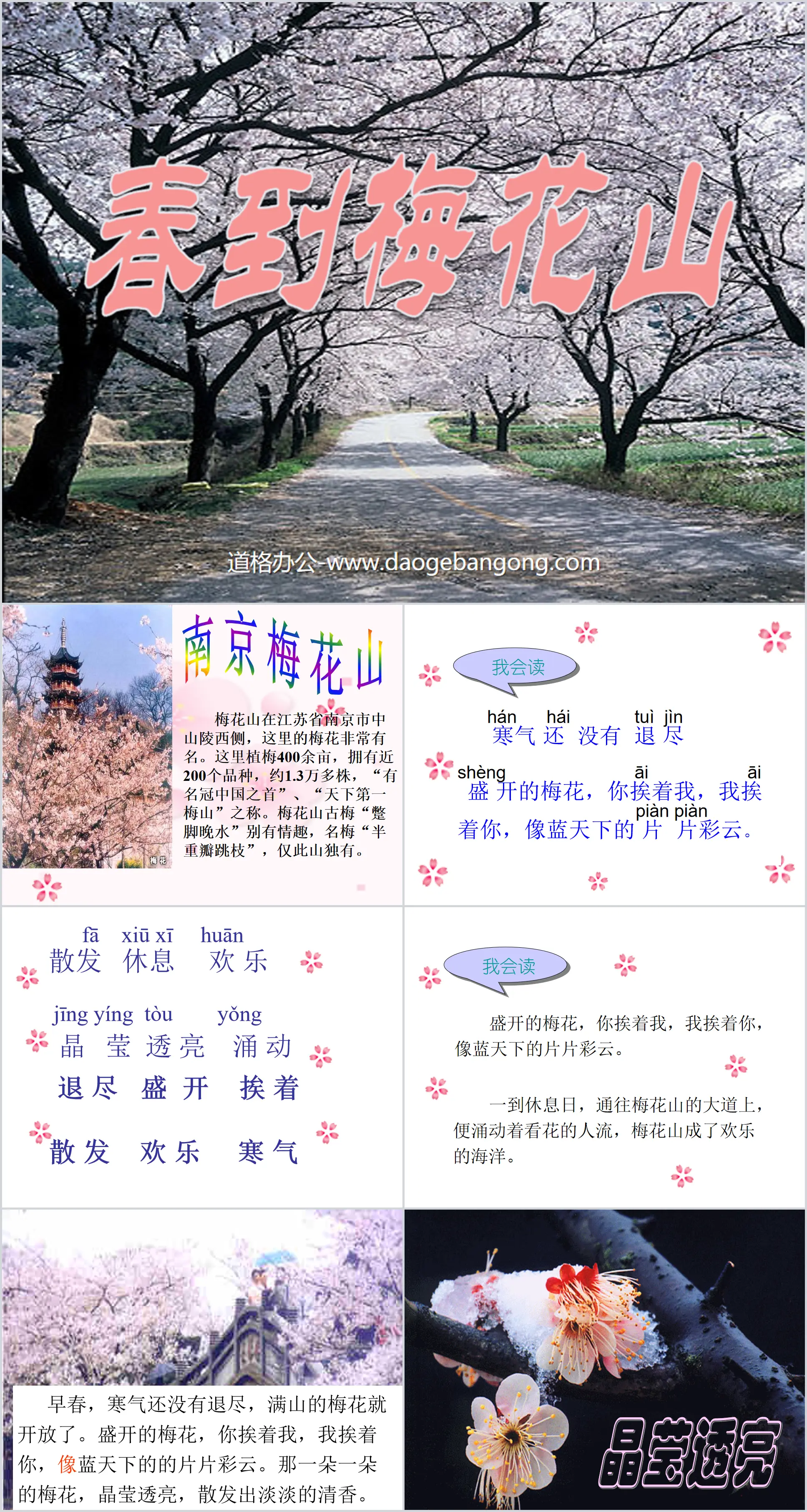 "Spring Arrives at Plum Blossom Mountain" PPT courseware 3